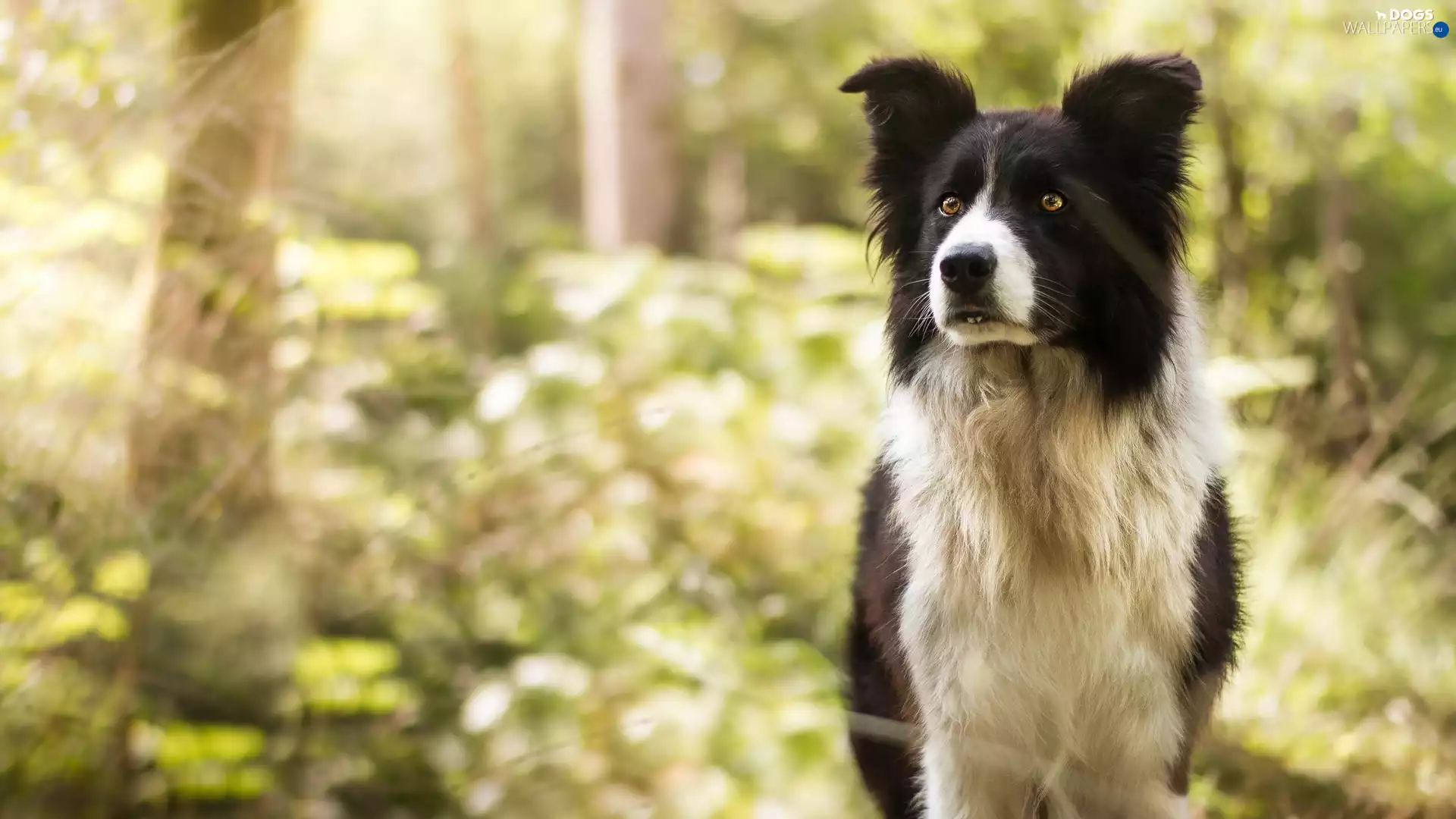 Border Collie, dog, black and white