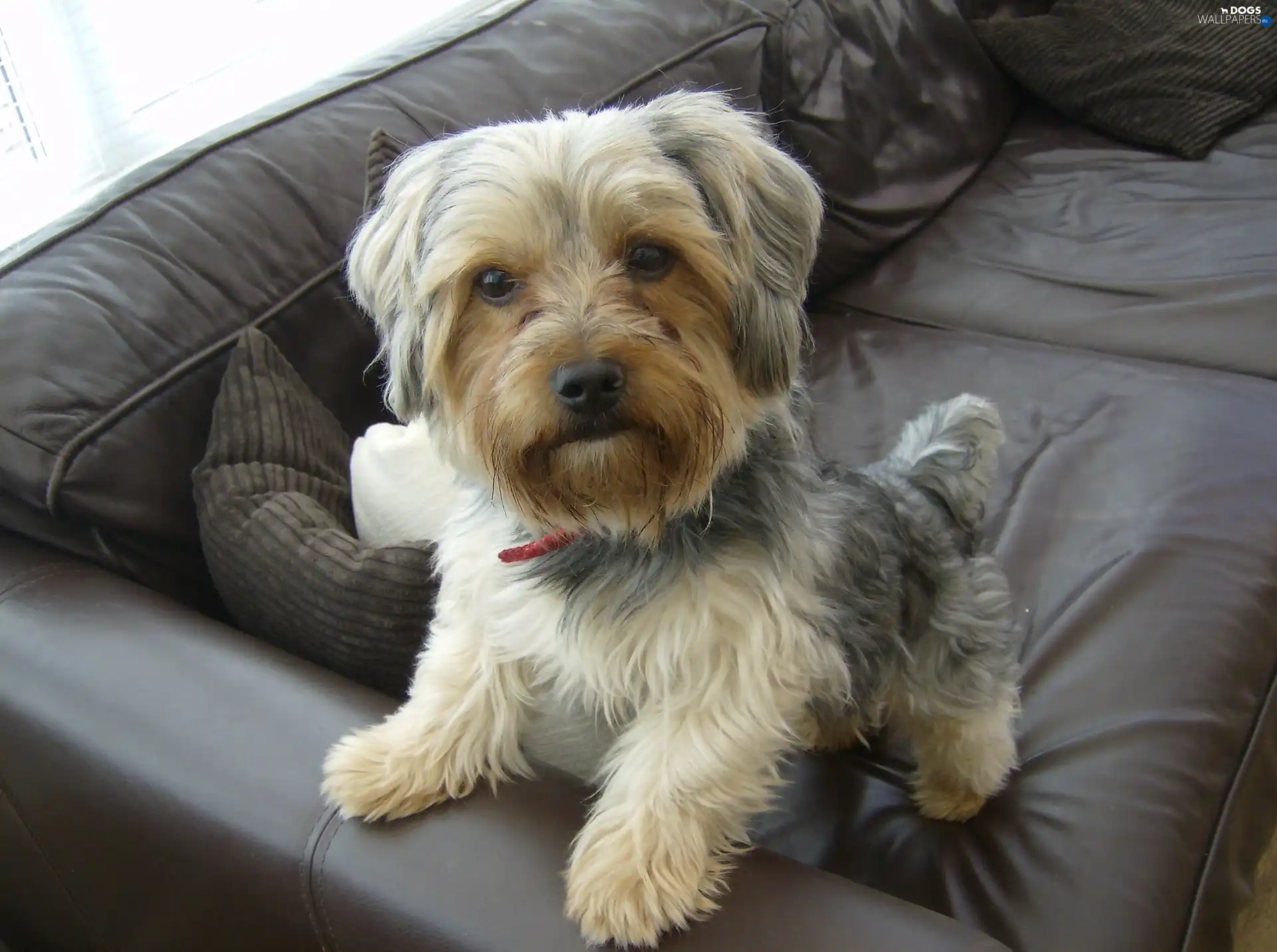 black, Sofa, Yorkshire Terrier