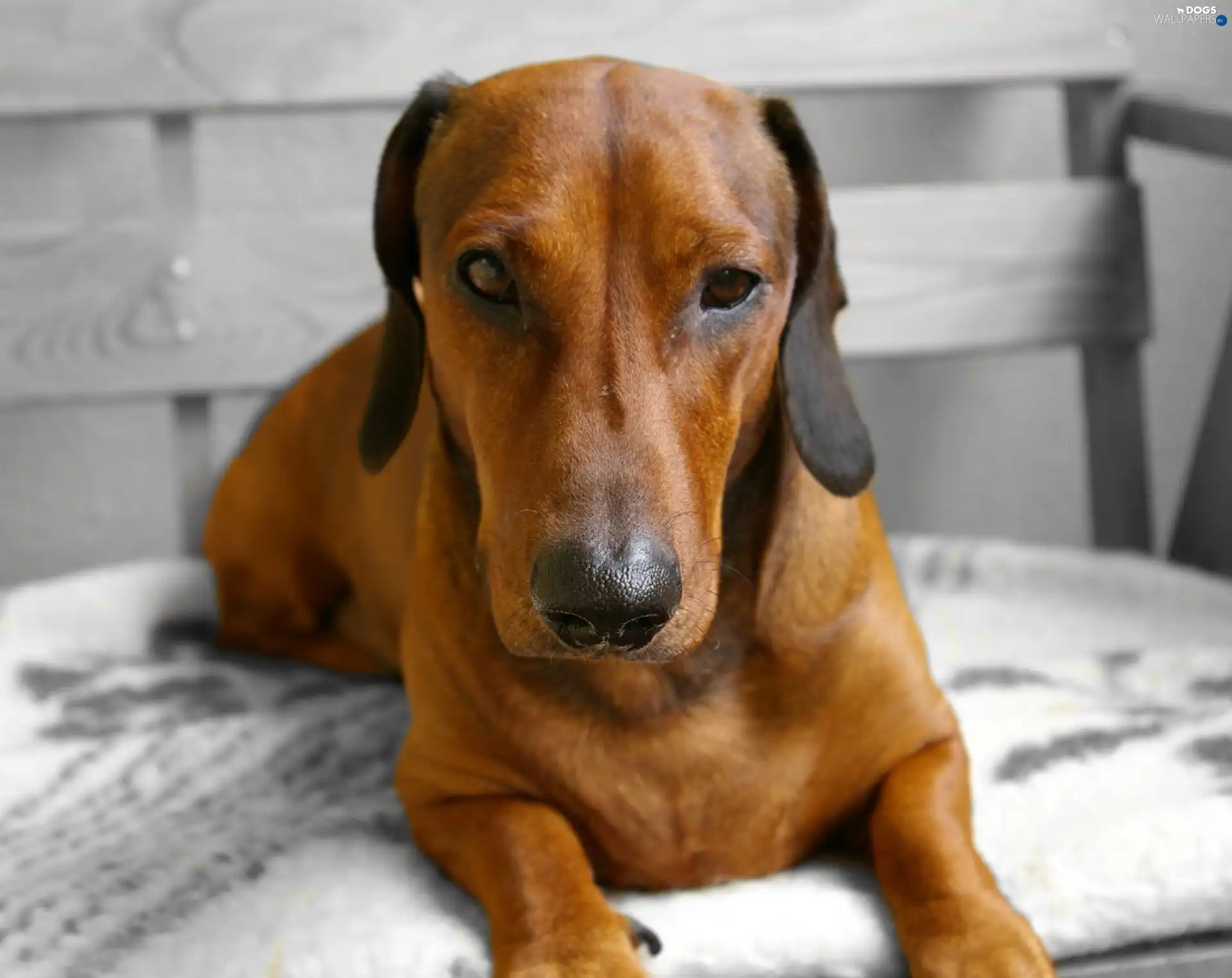 Bench, Blanket, dachshund