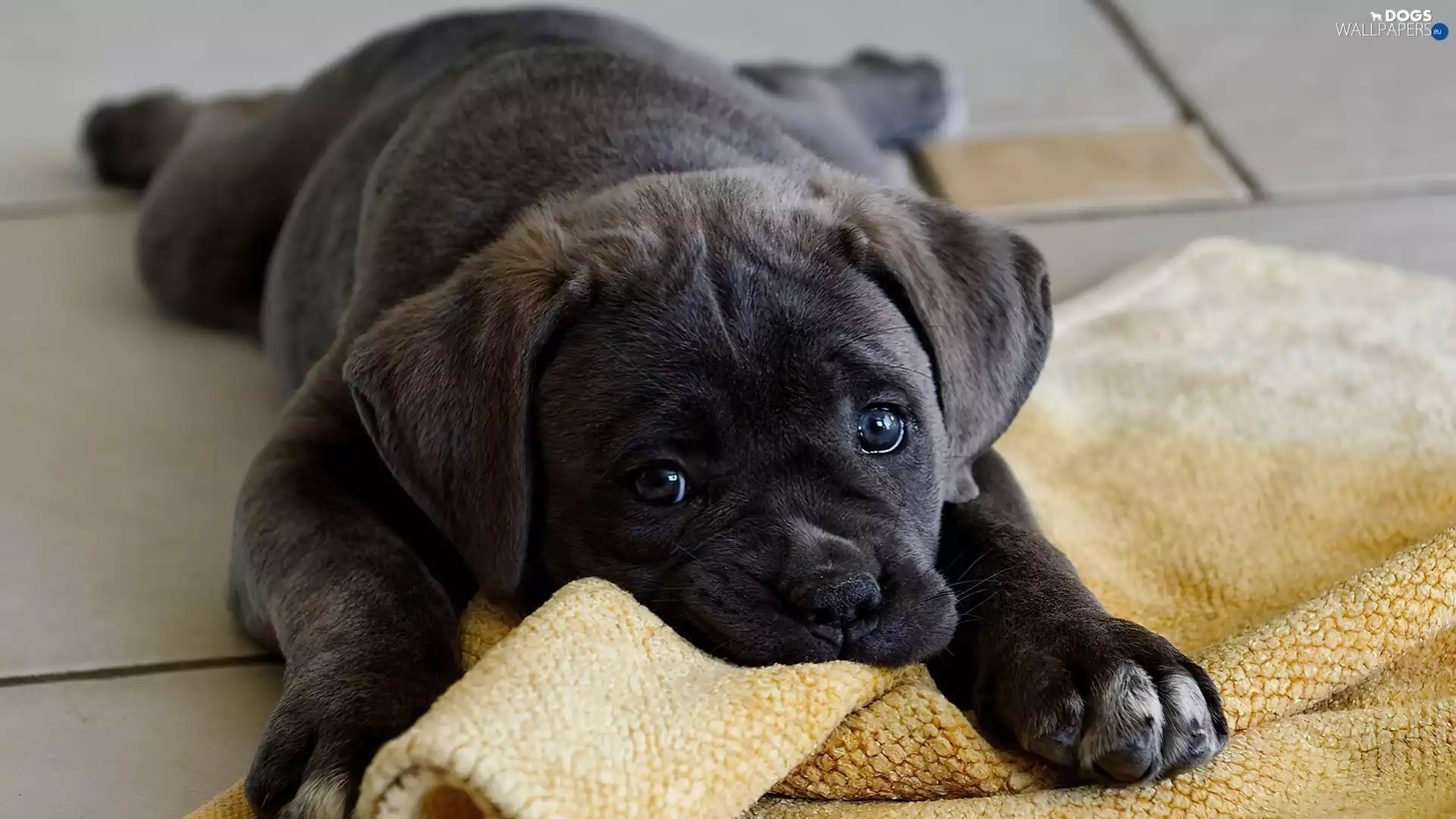Cane Corso, doggy, Blanket