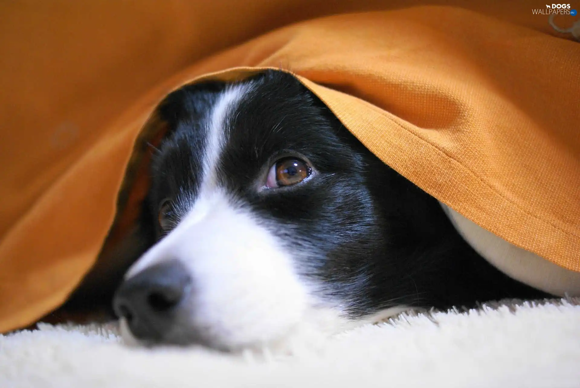 Blanket, Orange, Dog, muzzle