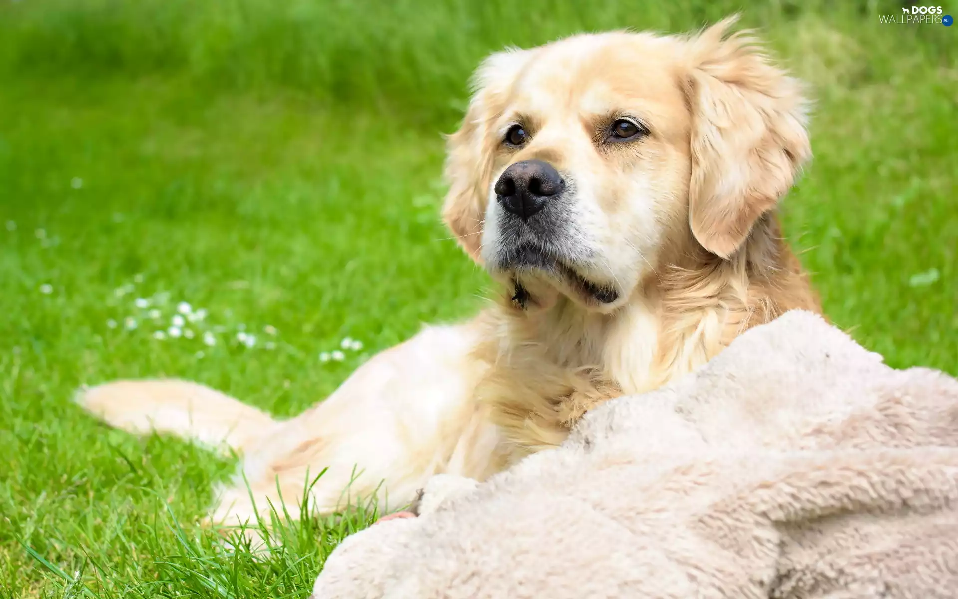 grass, Golden Retriever, Blanket