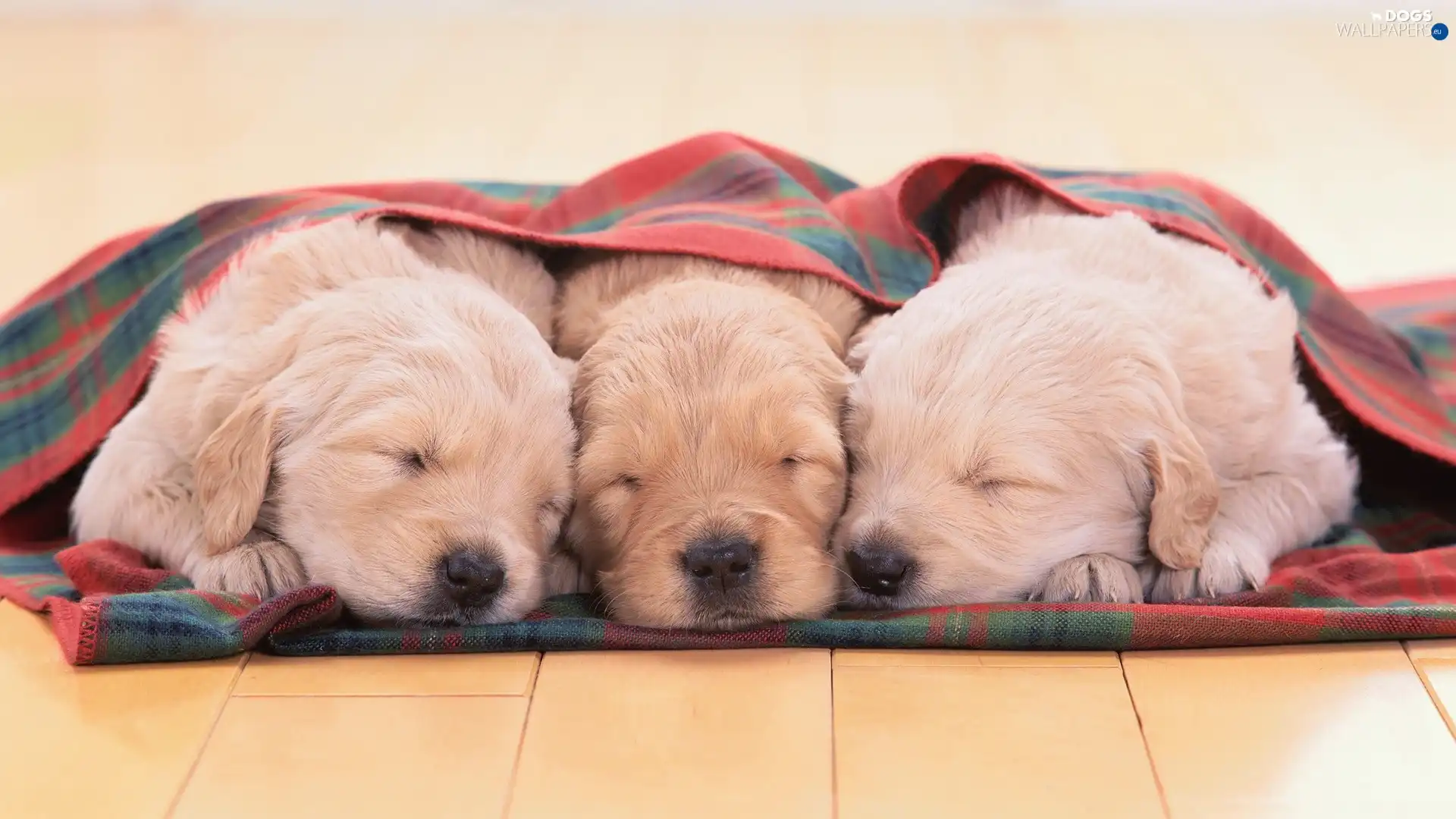 puppies, Blanket, Sleeping