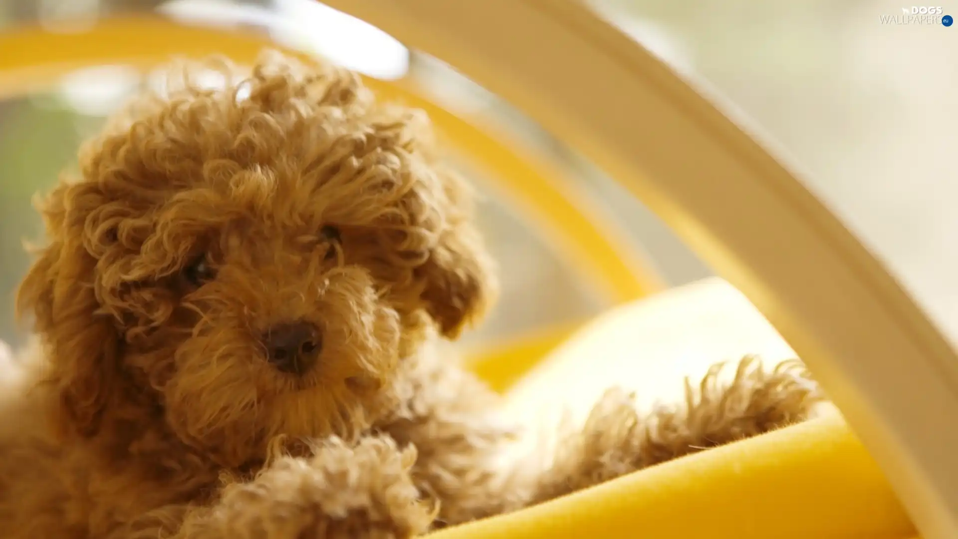 Puppy, Blanket, small