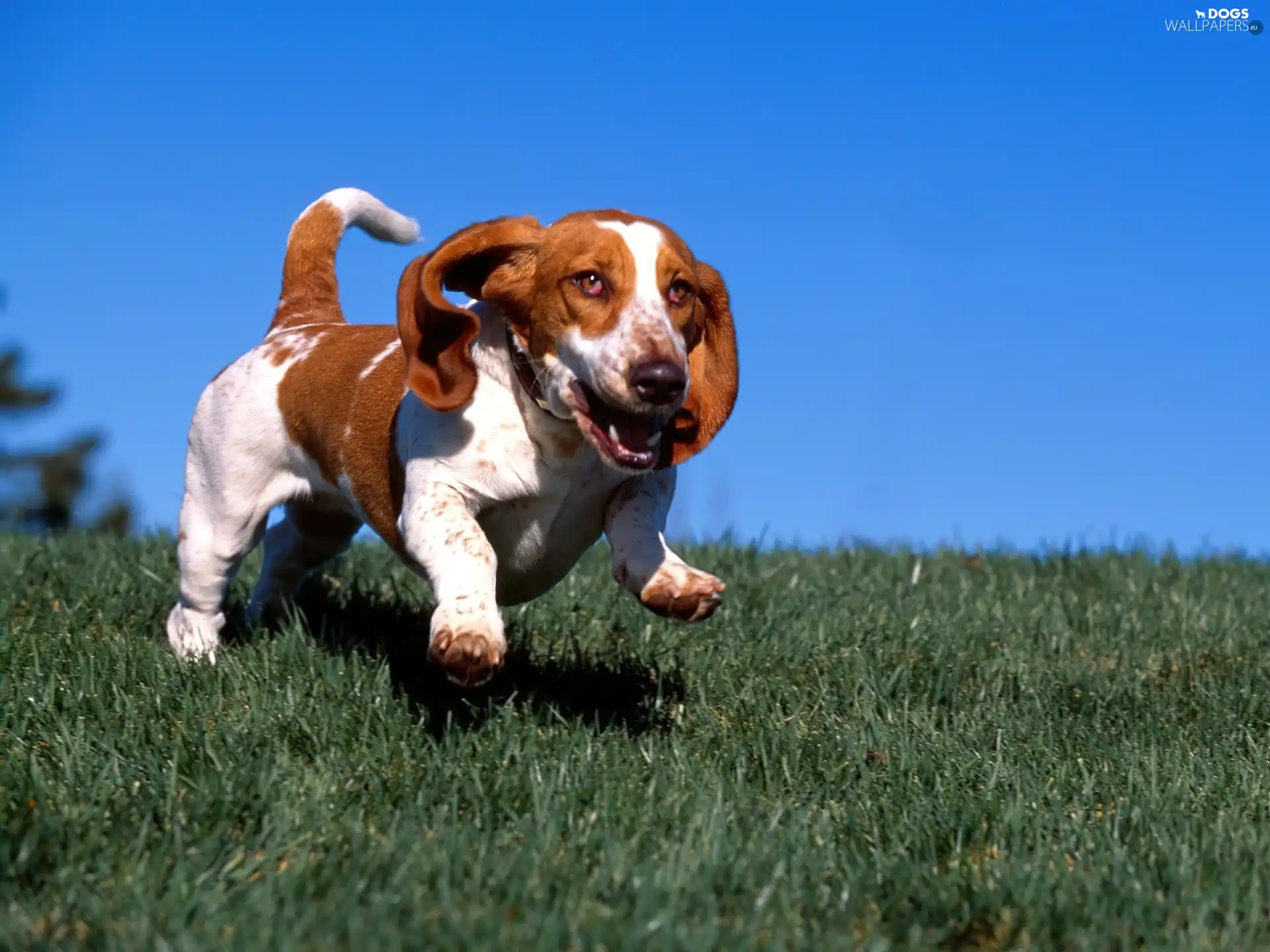 blue, Sky, Basset Hound