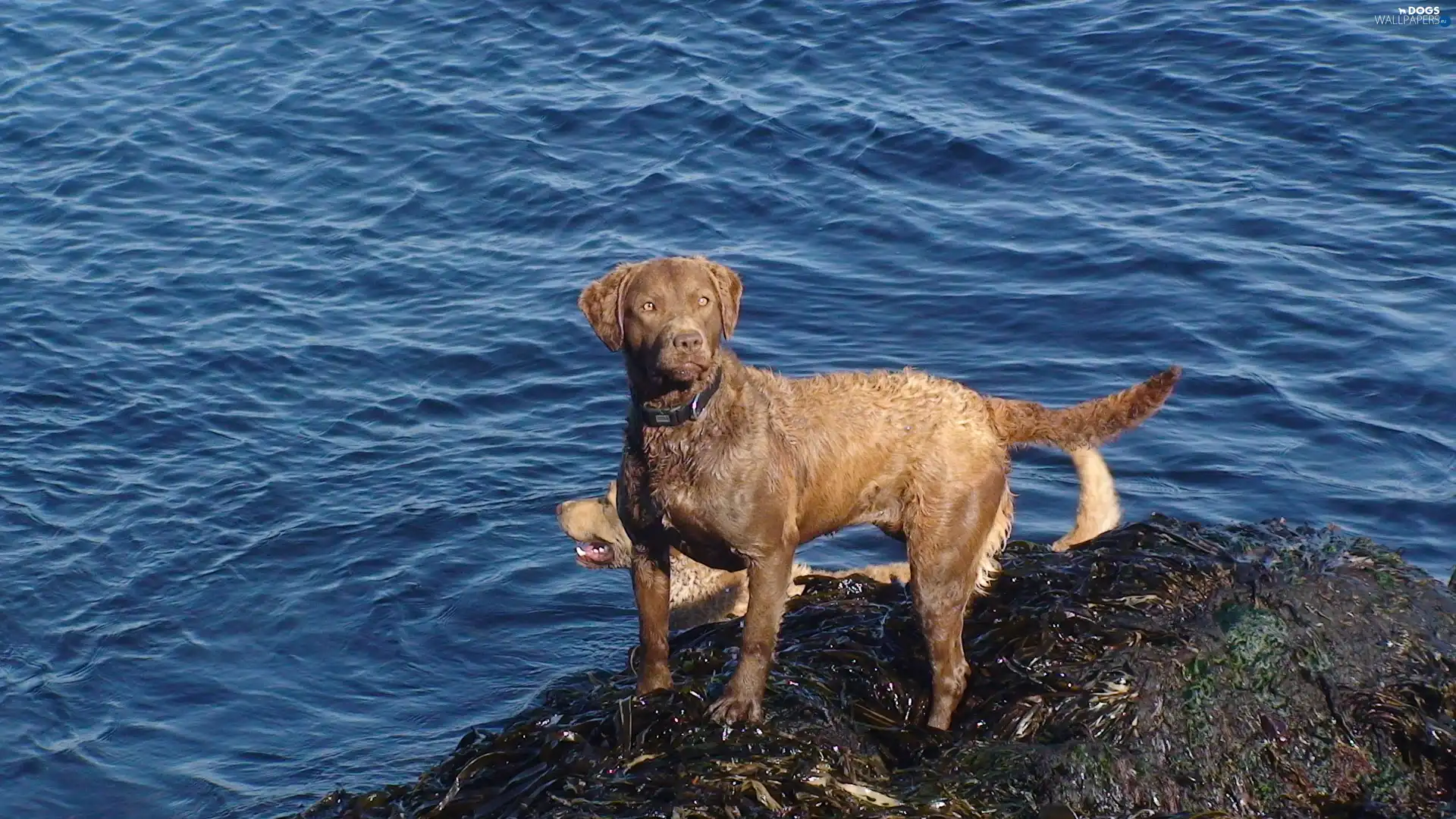 Blue, water, Chesapeake Bay retriever