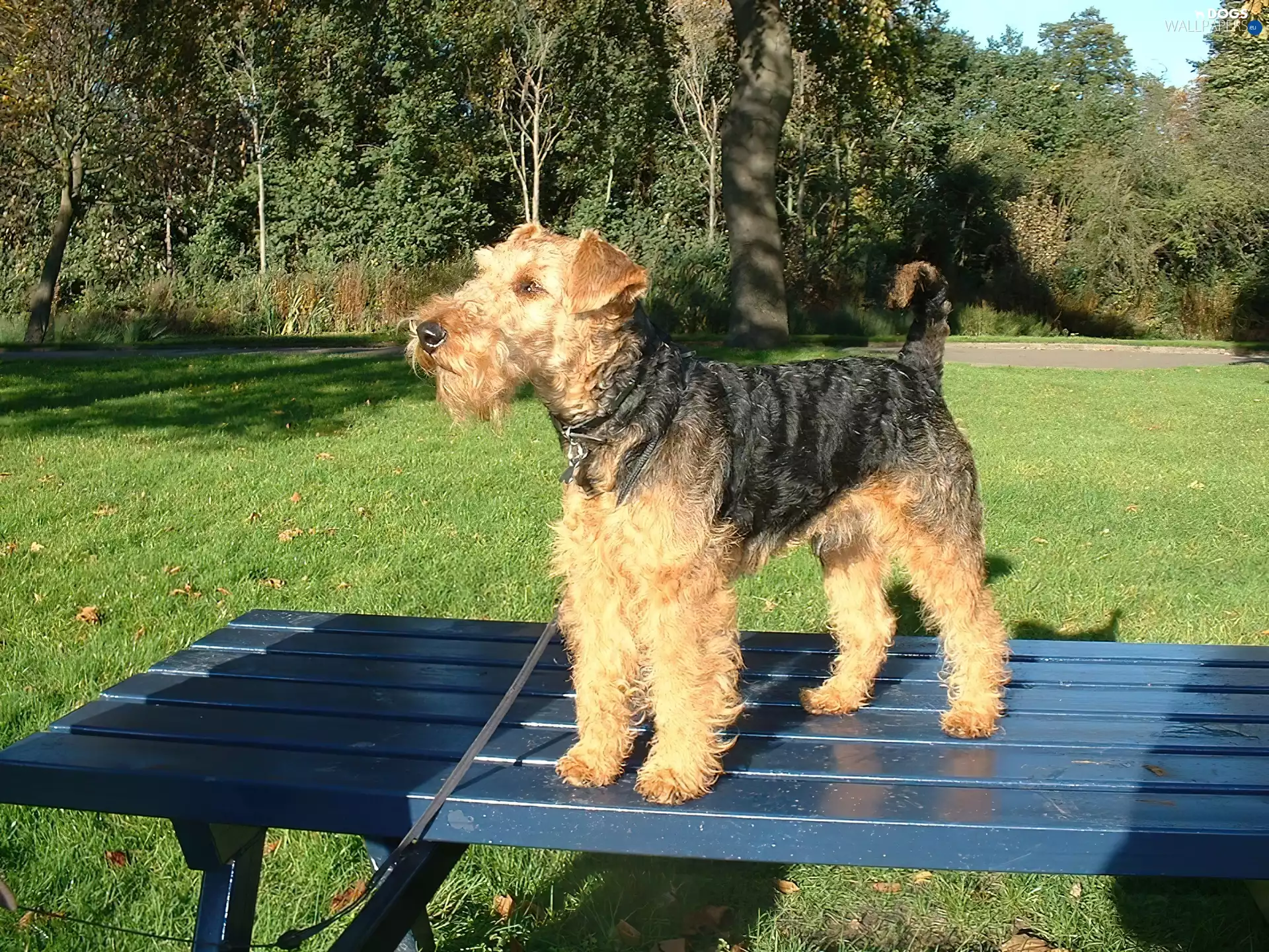 Bench, Lakeland Terrier, Blue
