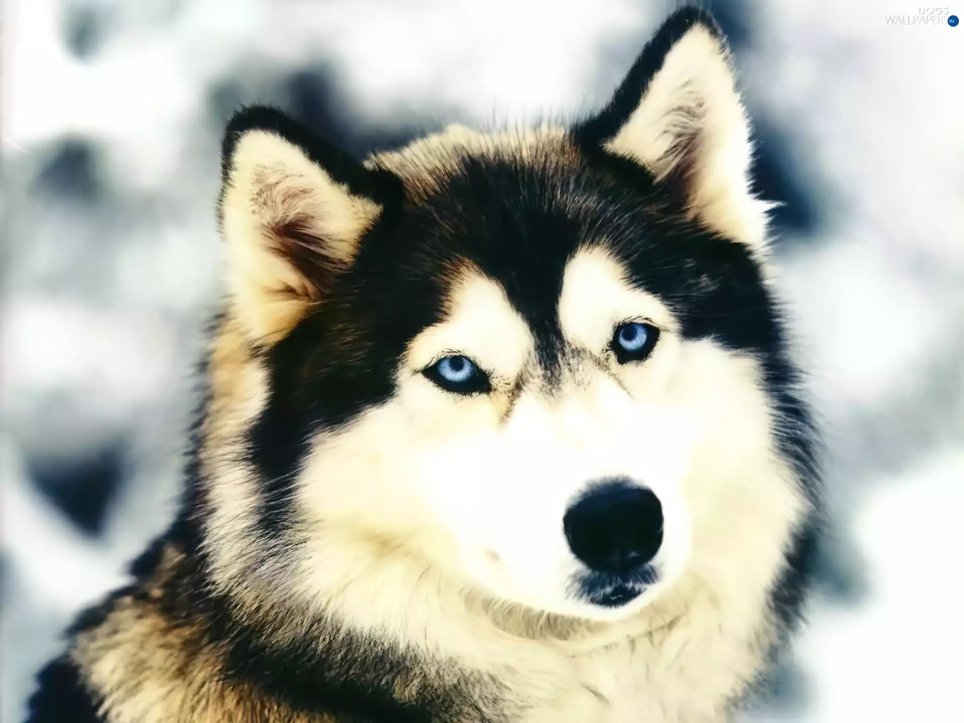Eyes, Alaskan Malamute, Blue