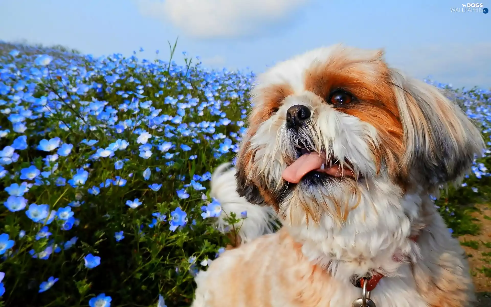 dog, Blue, Flowers, Shih Tzu