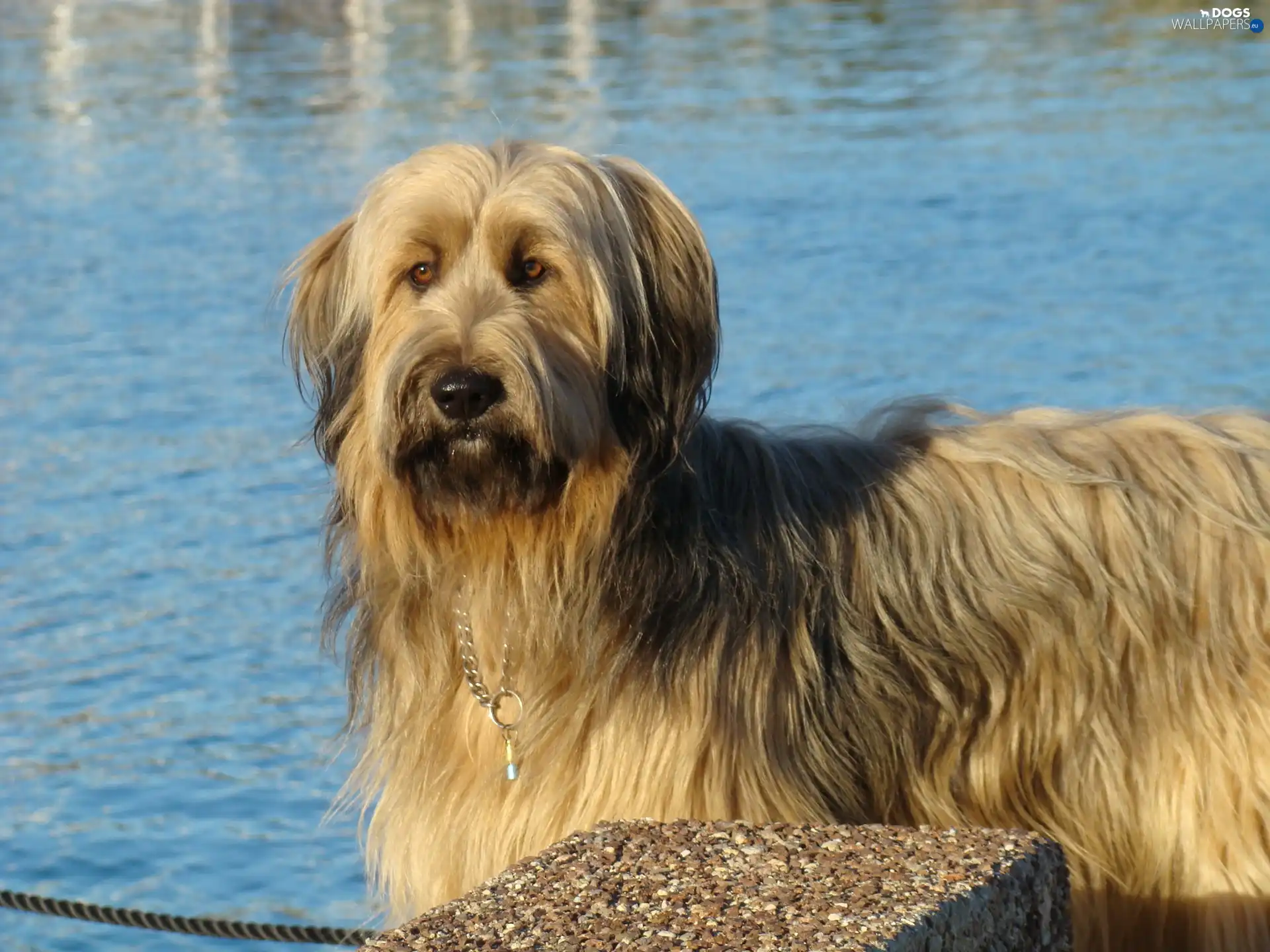 Blue, water, Shepherd French Briard