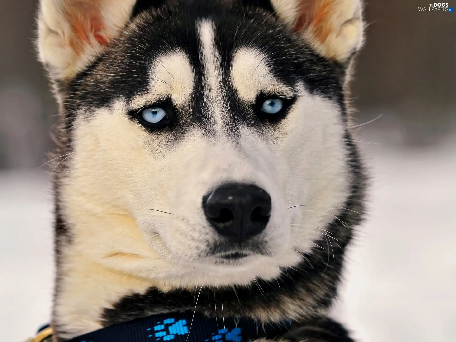 Blue, Eyes, Siberian Husky