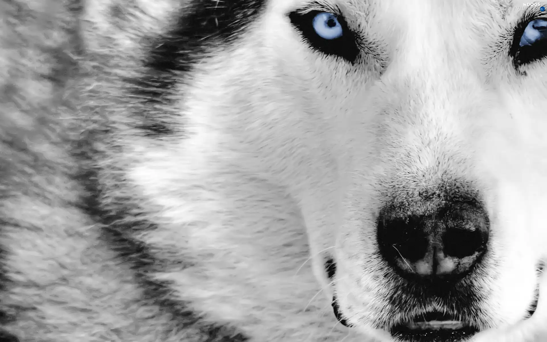 Blue, Eyes, Siberian Husky