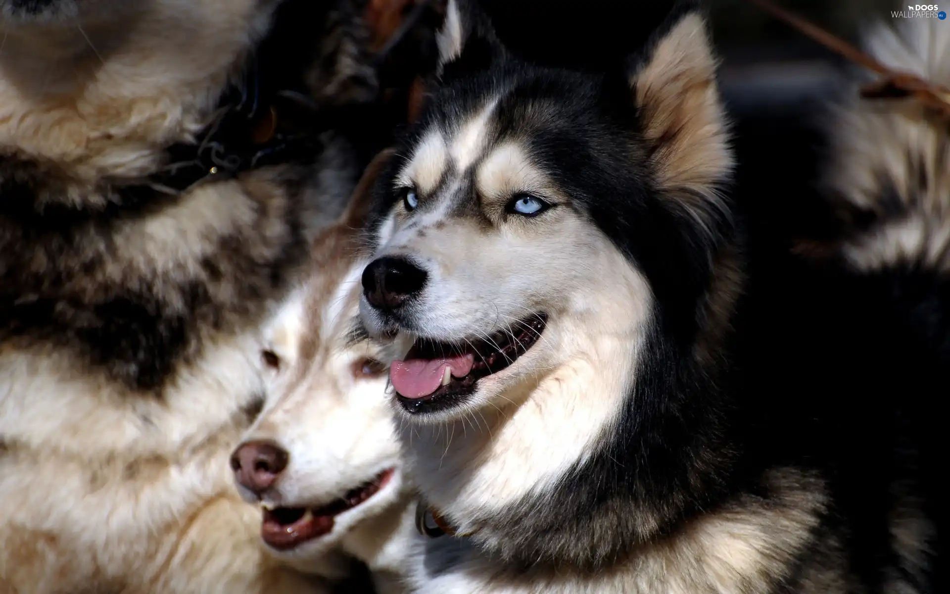 Blue, Eyes, Siberian Husky