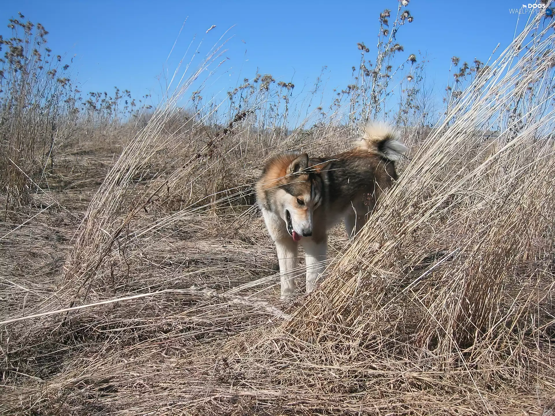 Sky, Laika zachodniosyberyjska, blue