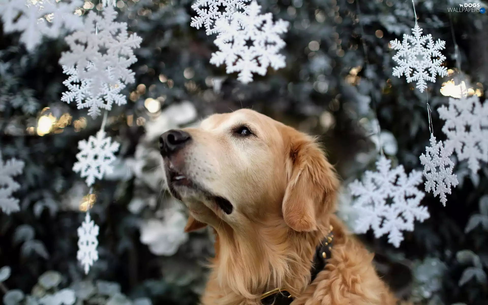 retriever, Sponge, Stars, blur, Christmas, golden