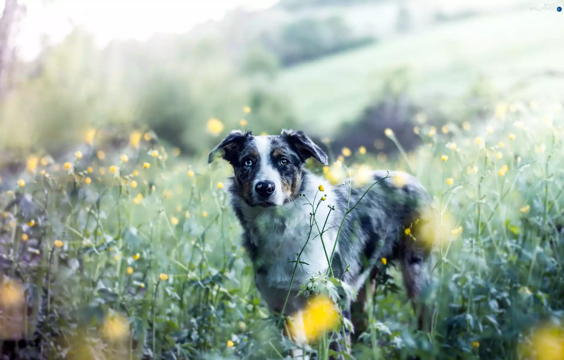 Yellow, dog, green, blur, Flowers, Australian Shepherd