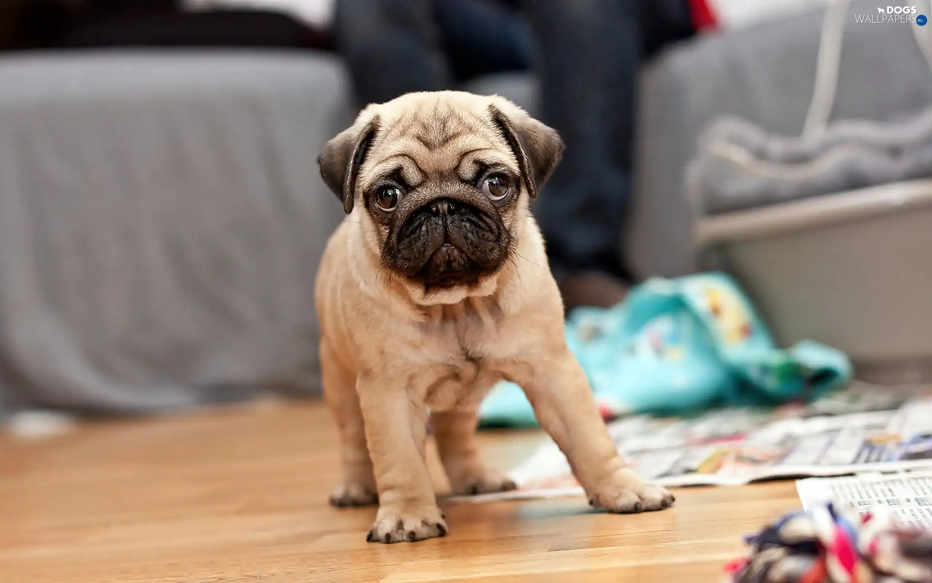 interior, blur, Puppy