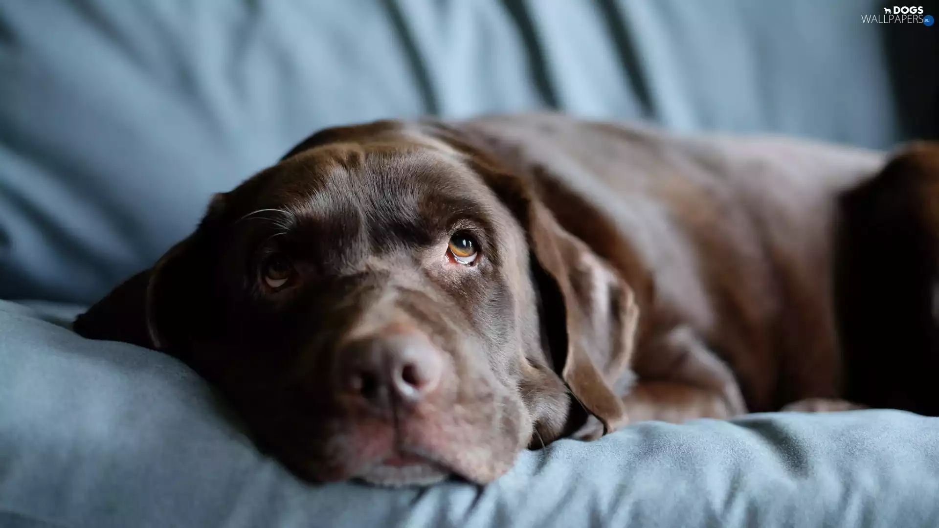 sad, The look, blur, Labrador Retriever