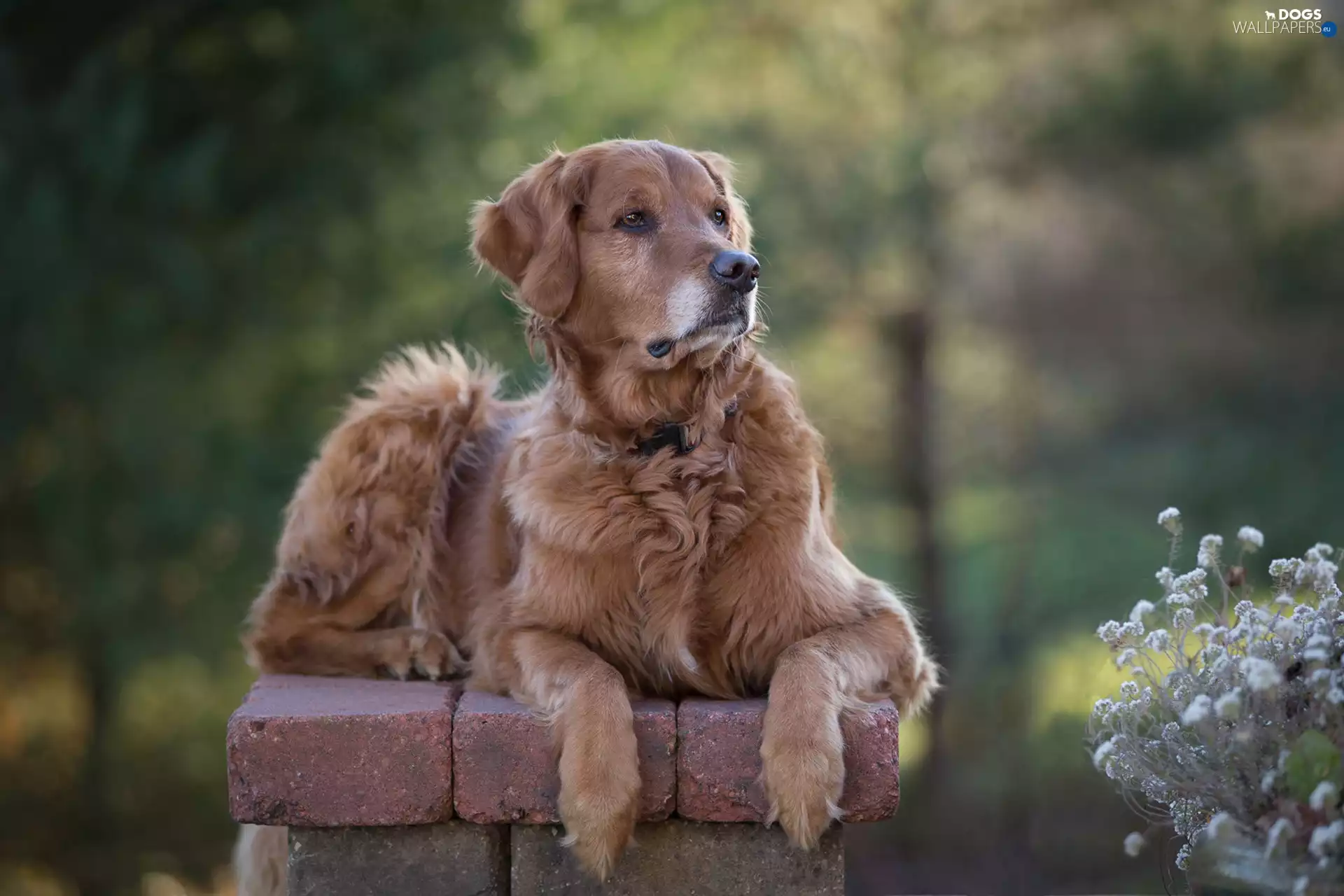 Golden Retriever, Plants, blurry background, ledge