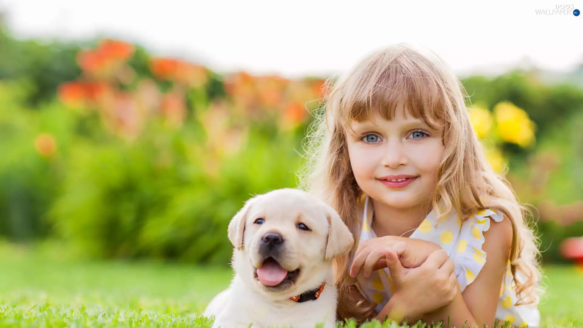 girl, Labrador Retriever, blurry background, Puppy