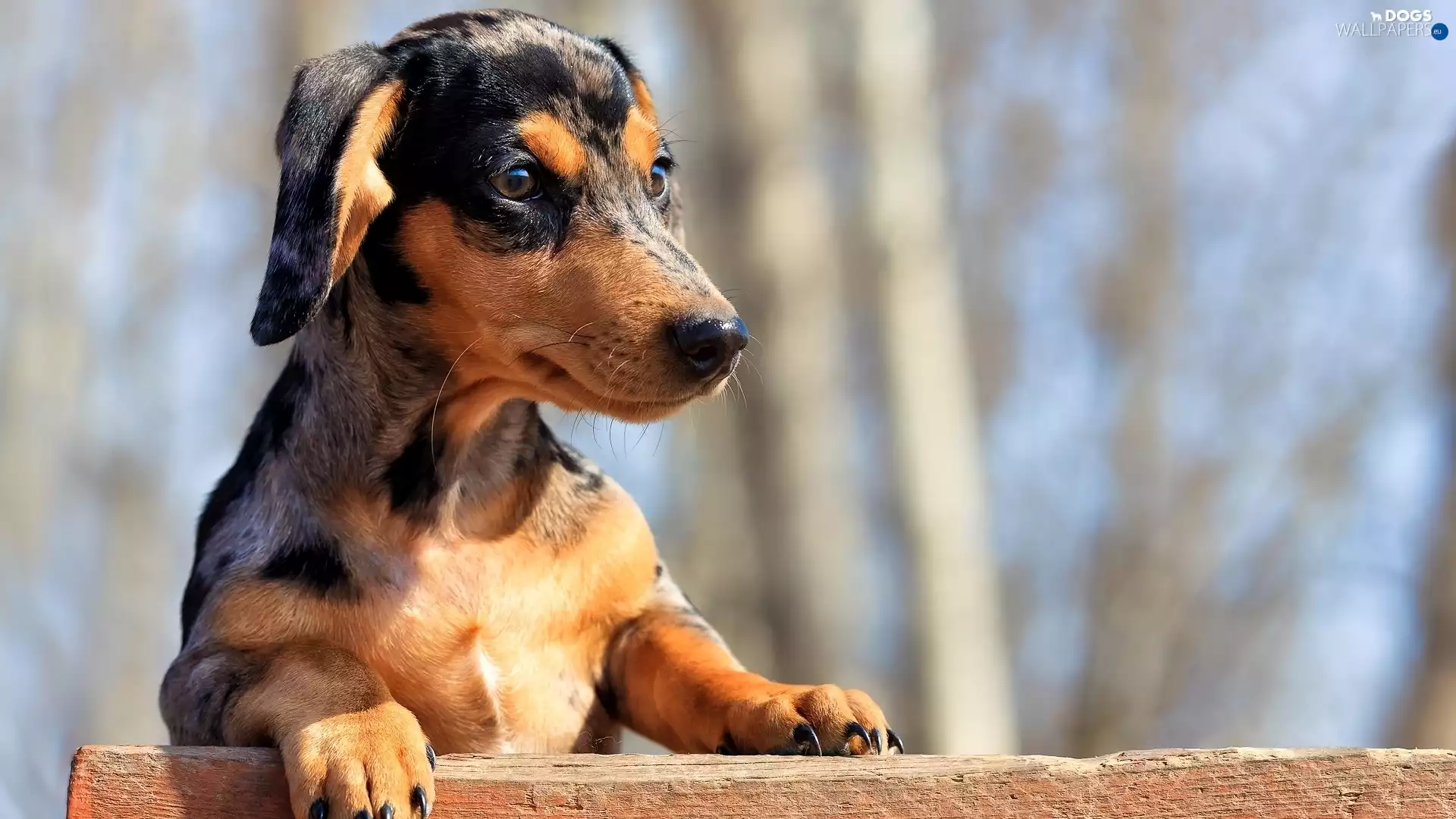 board, dog, dachshund