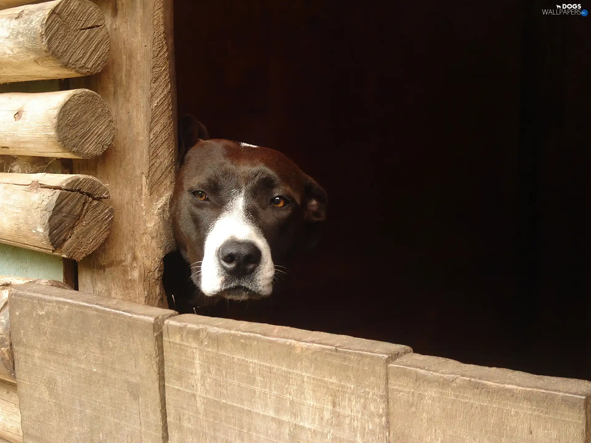 boarding, wood, dog, mouth