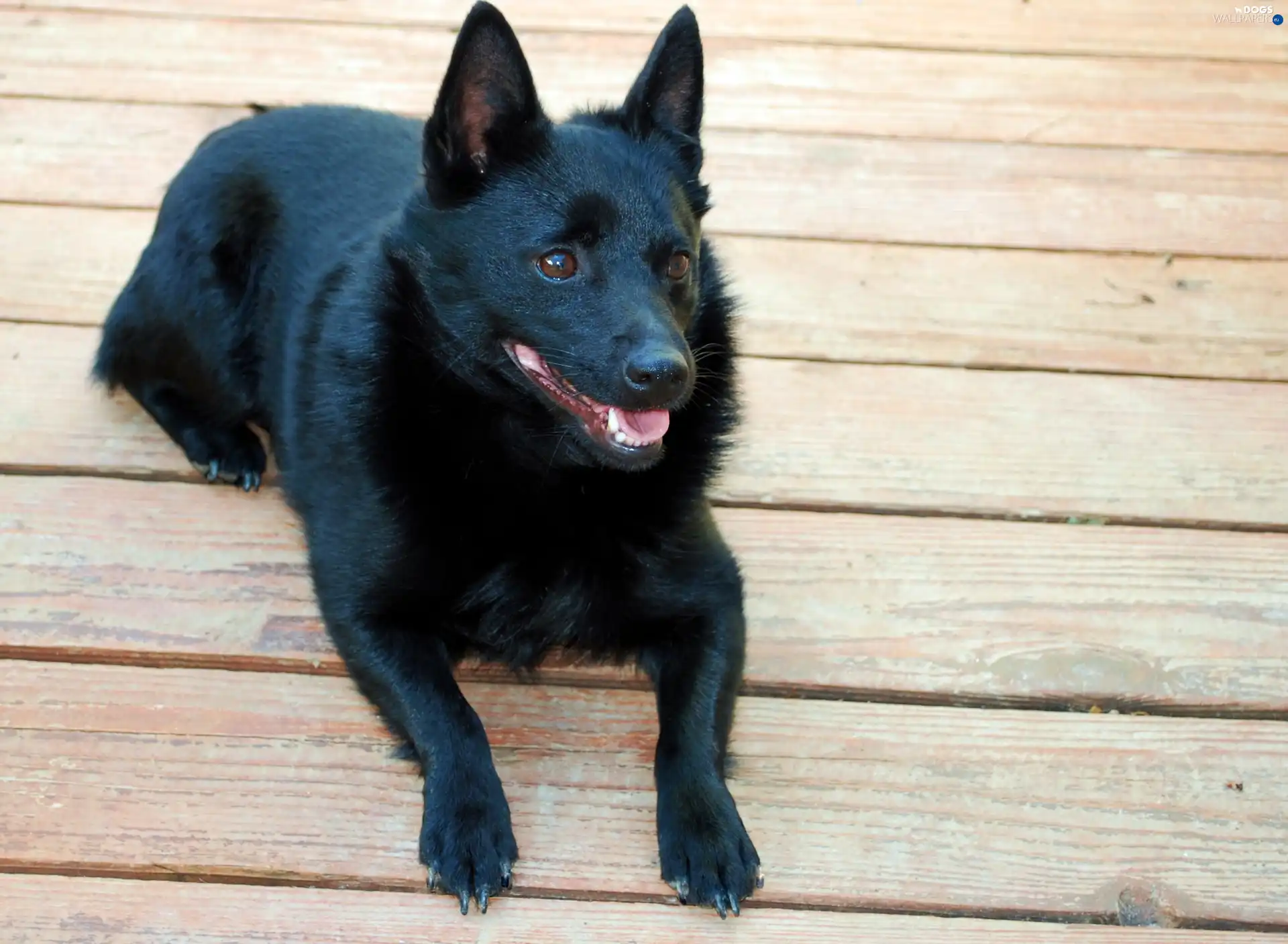 boarding, Schipperke