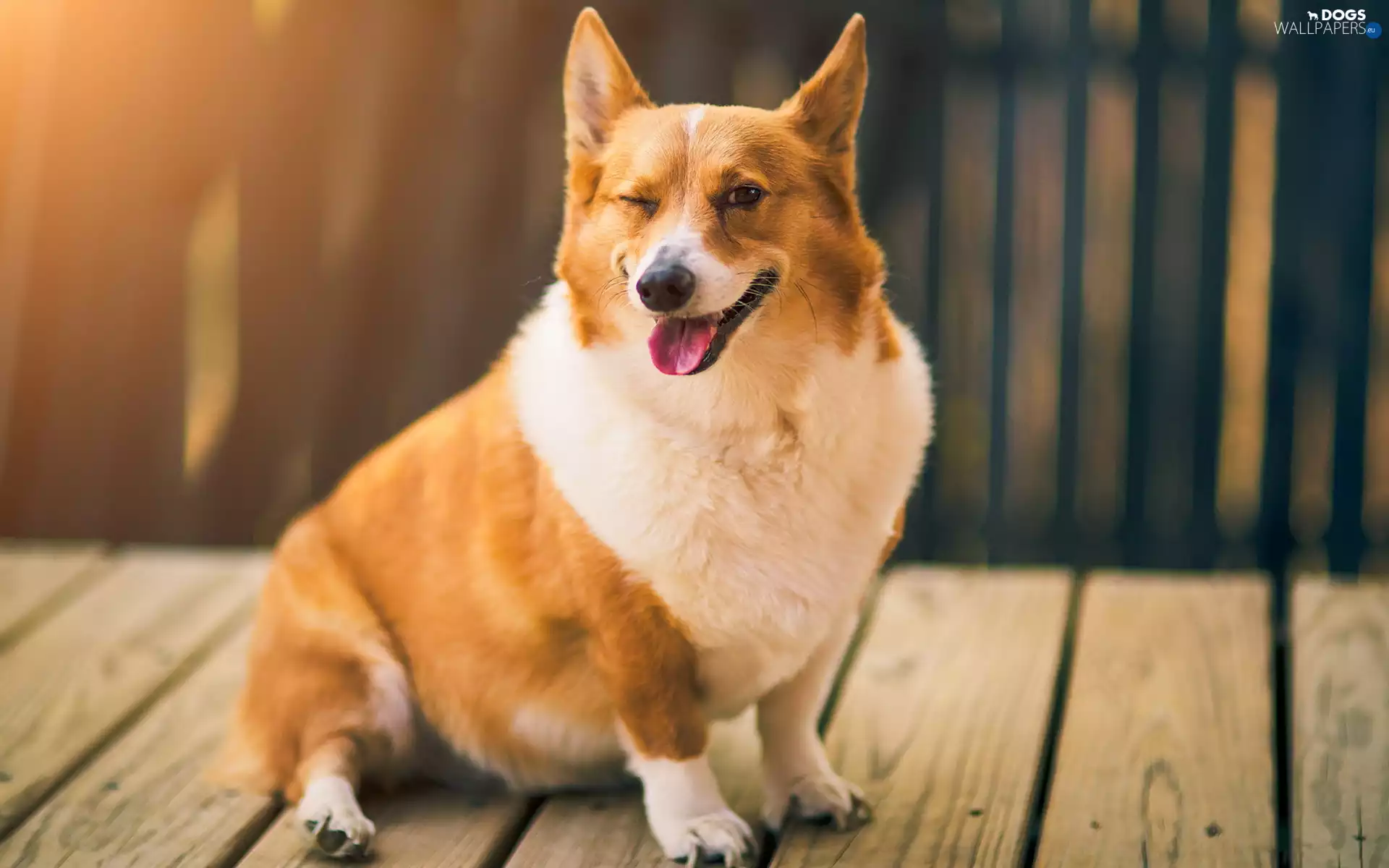 boarding, dog, Tounge