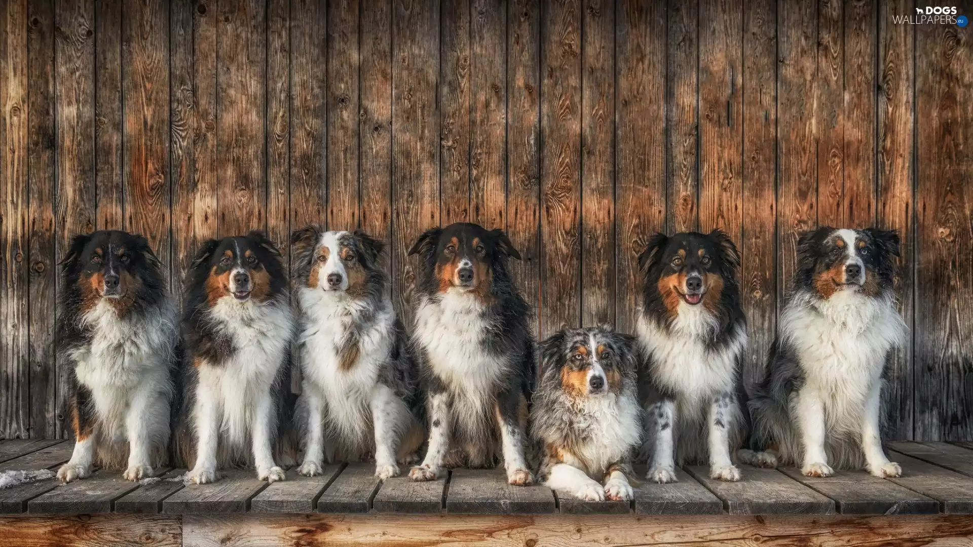 wooden, Seven, wall, Australian Shepherds, Dogs, podium, boarding