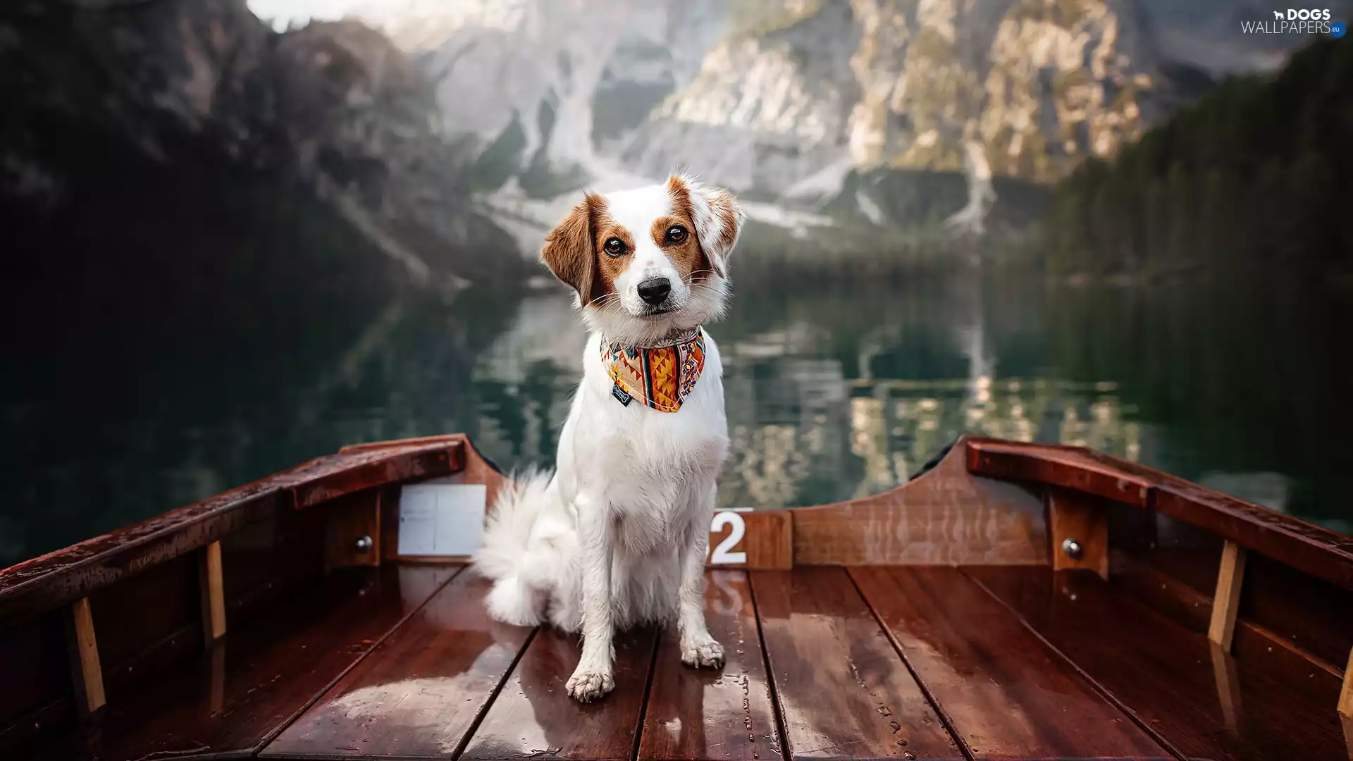 dog, Boat, apatite, Alpine Dutch