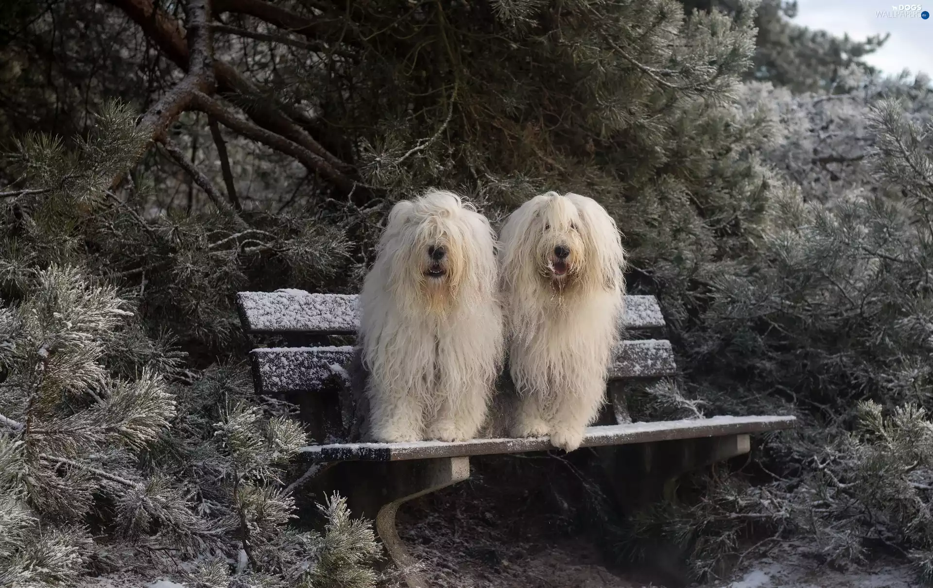 Old English Sheepdog Bobtail, Conifers, snow, Bench
