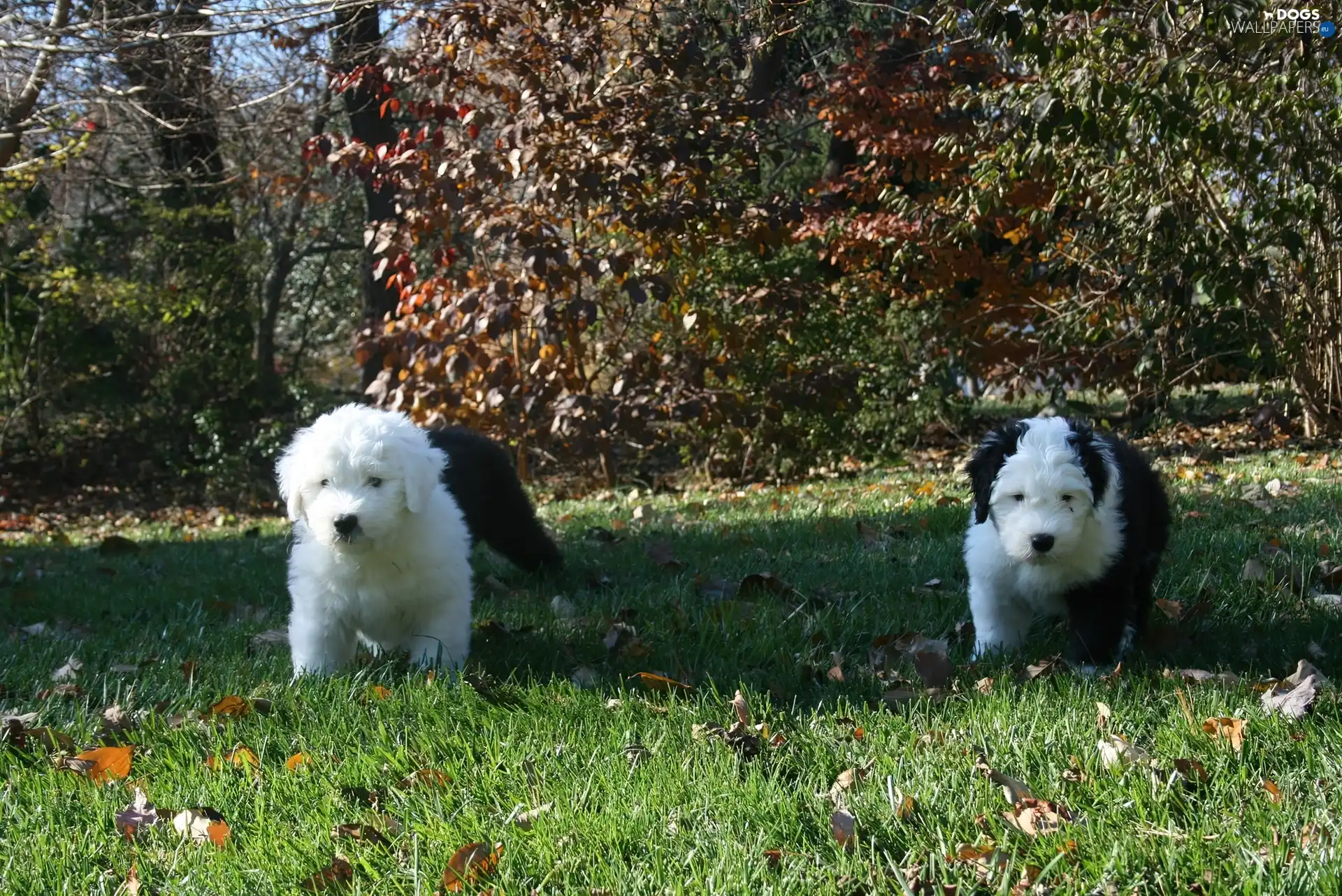 Bobtaila, puppies