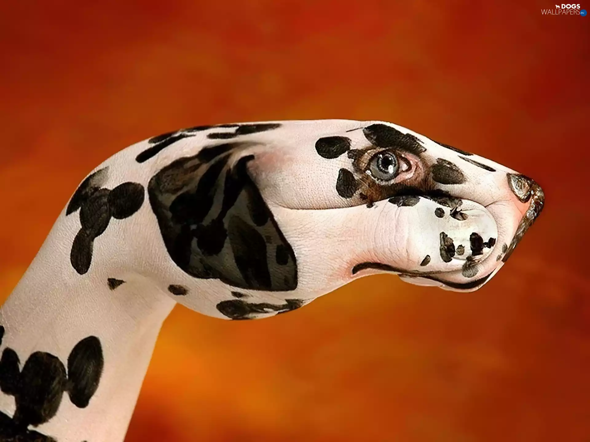 Bodypaint, Dalmatian