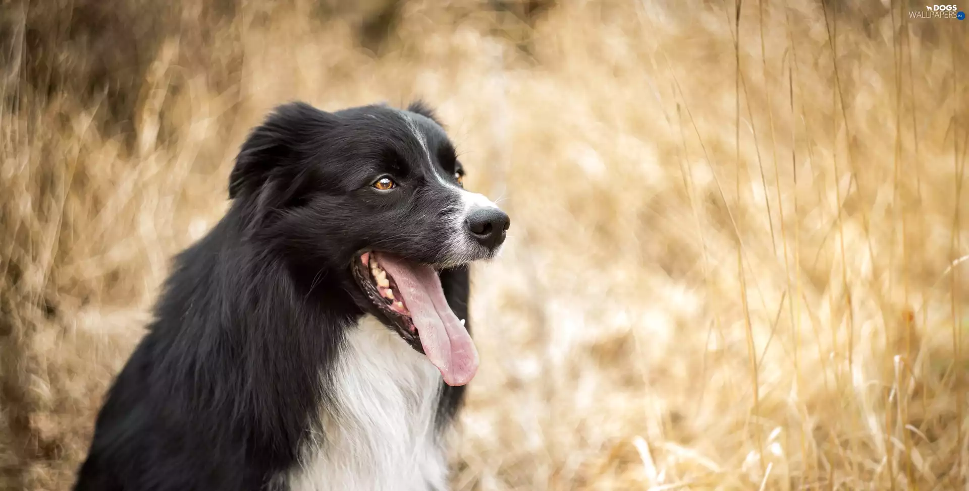 tongue, Border Collie, background, muzzle, dog, fuzzy, Bokeh