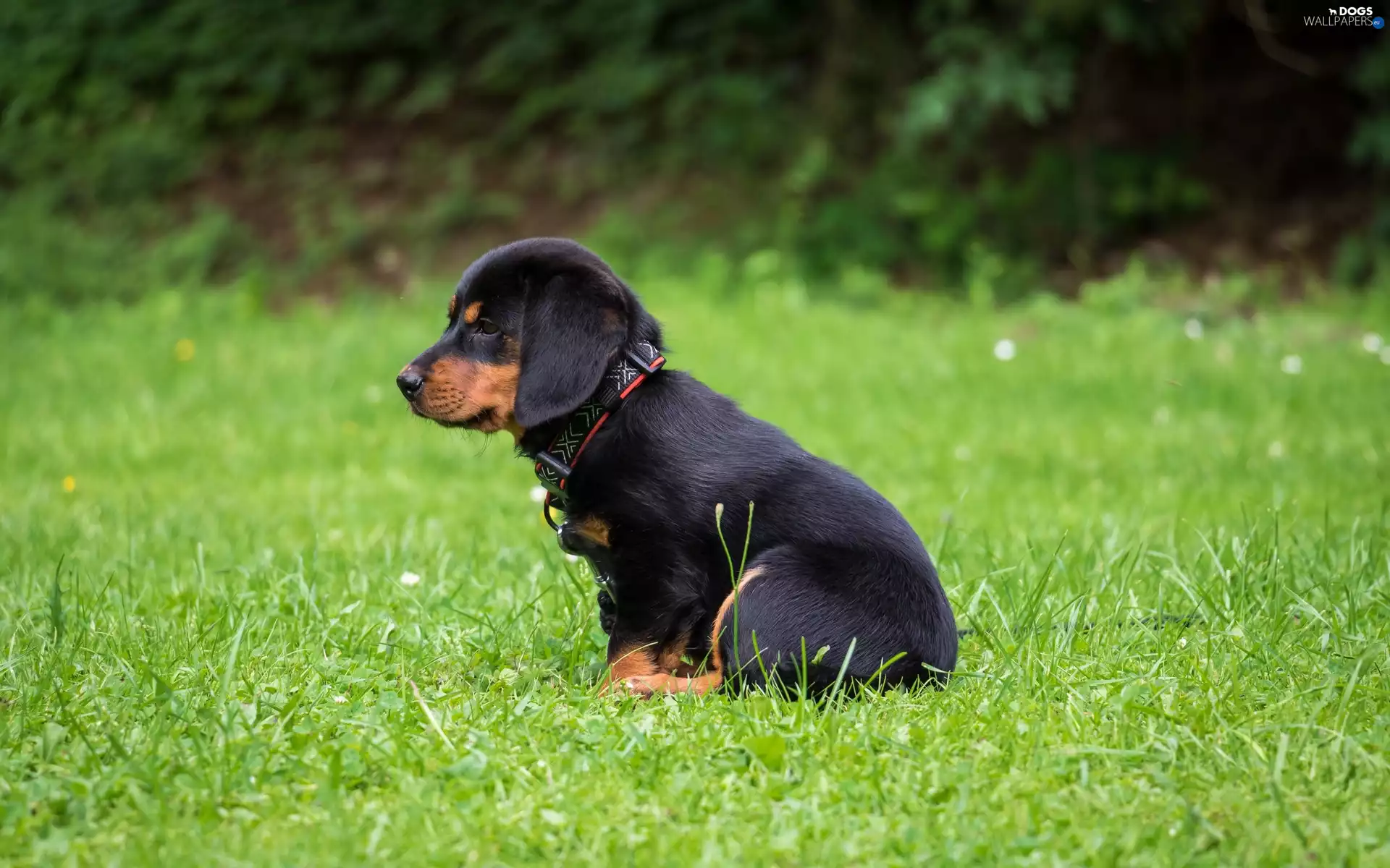 grass, Bokeh, Rottweiler, Meadow, Puppy
