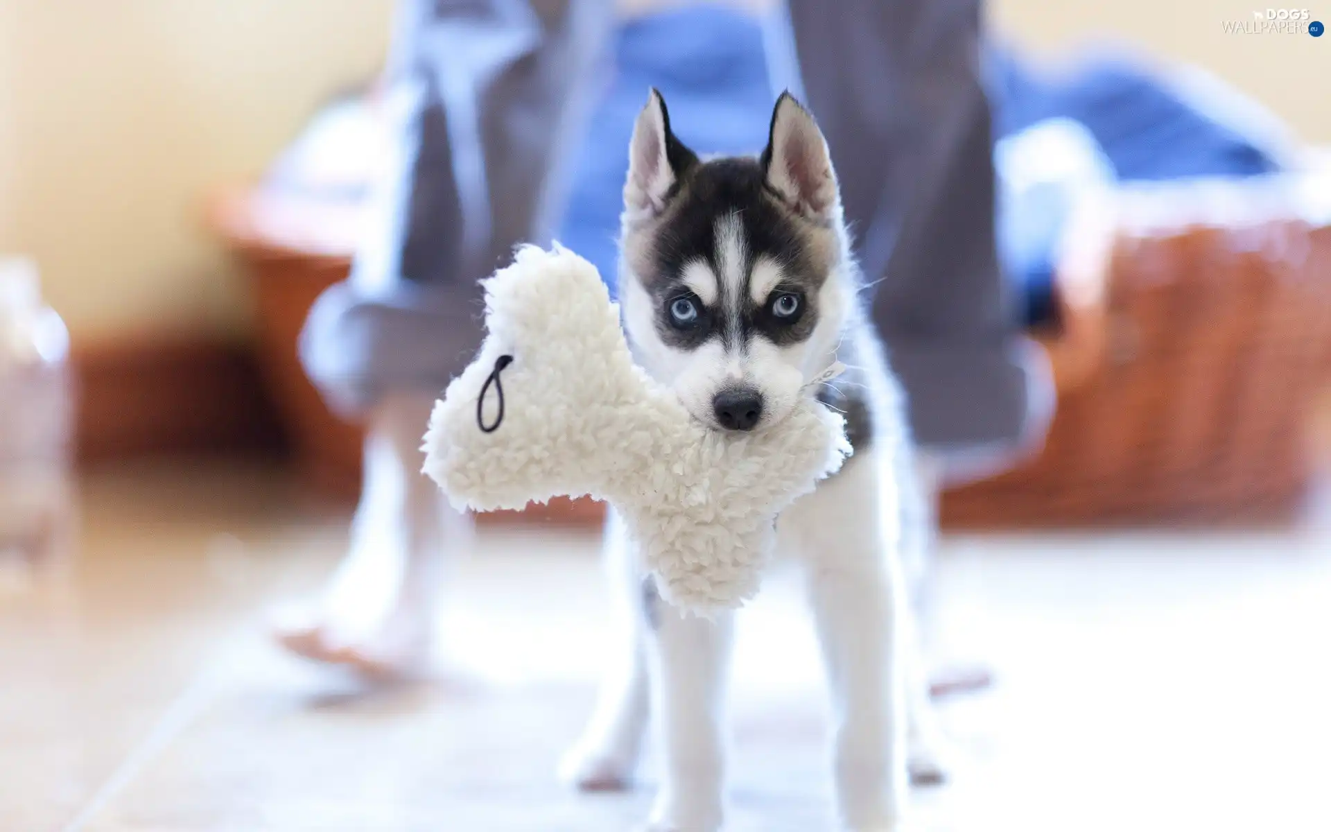 plush, bone, dog