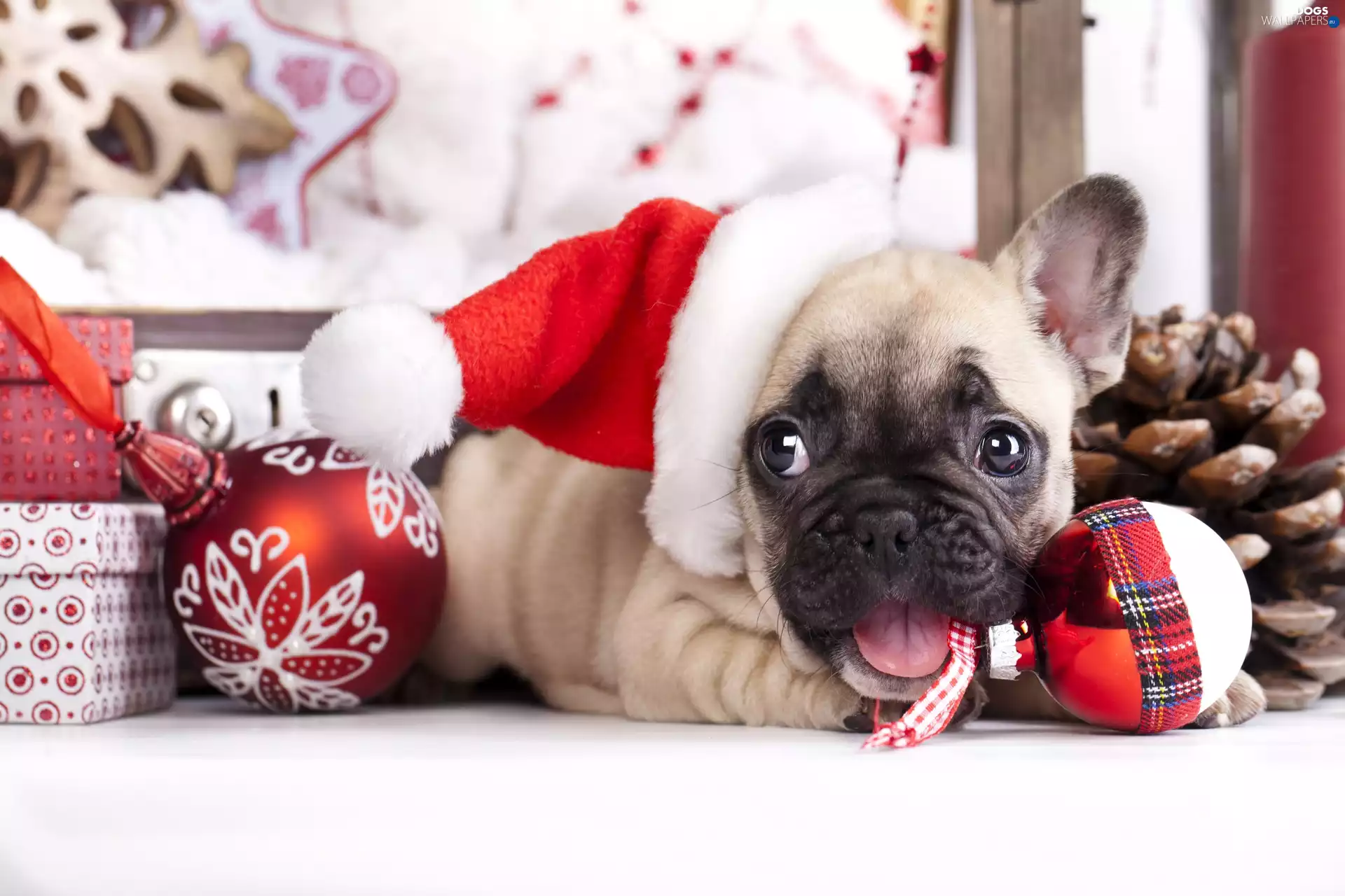 pug, baubles, Christmas, Bonnet