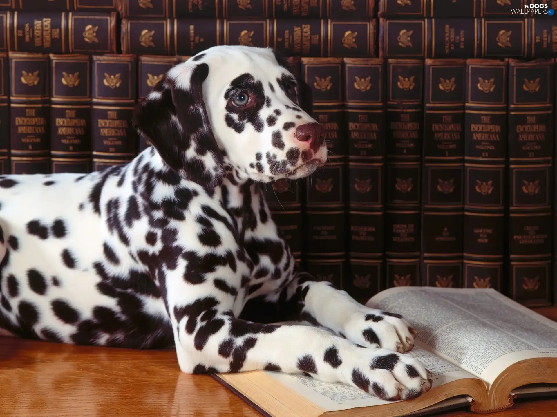 Book, Dalmatian