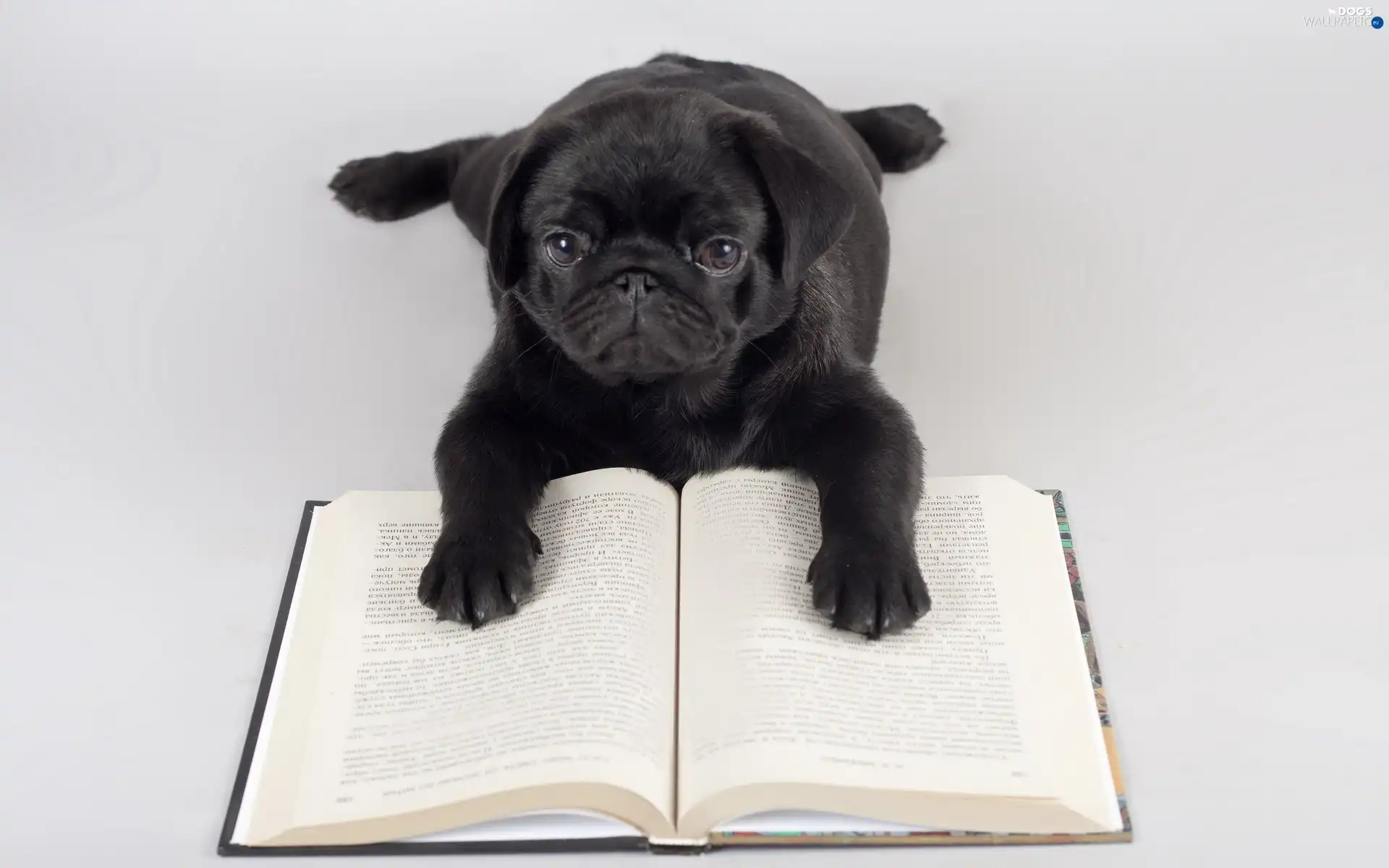 doggy, Book, Black