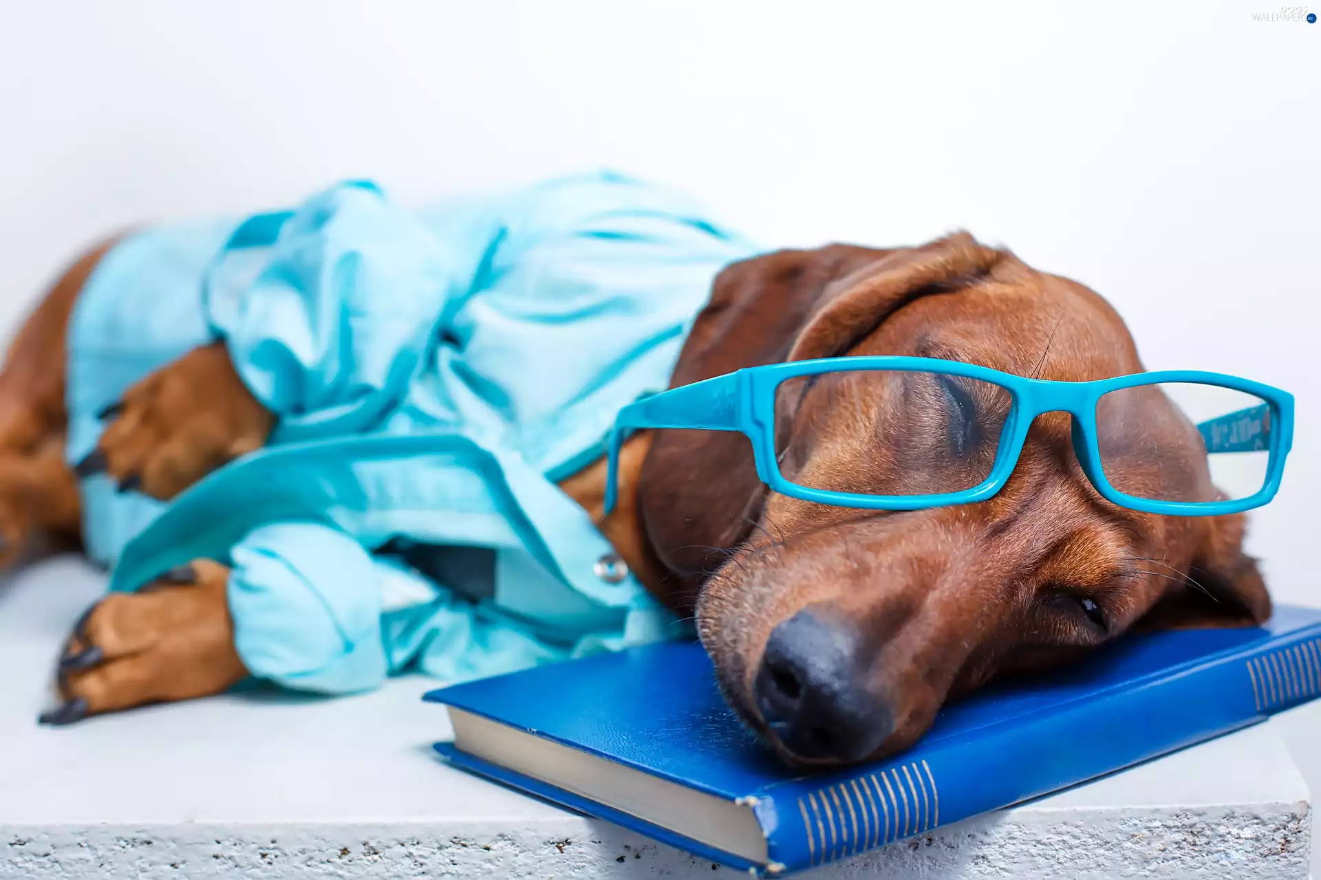 Book, dachshund, Glasses