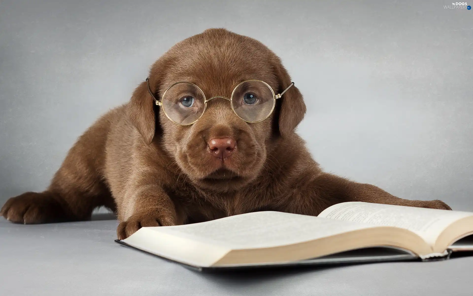 Book, Glasses, Puppy, Labrador