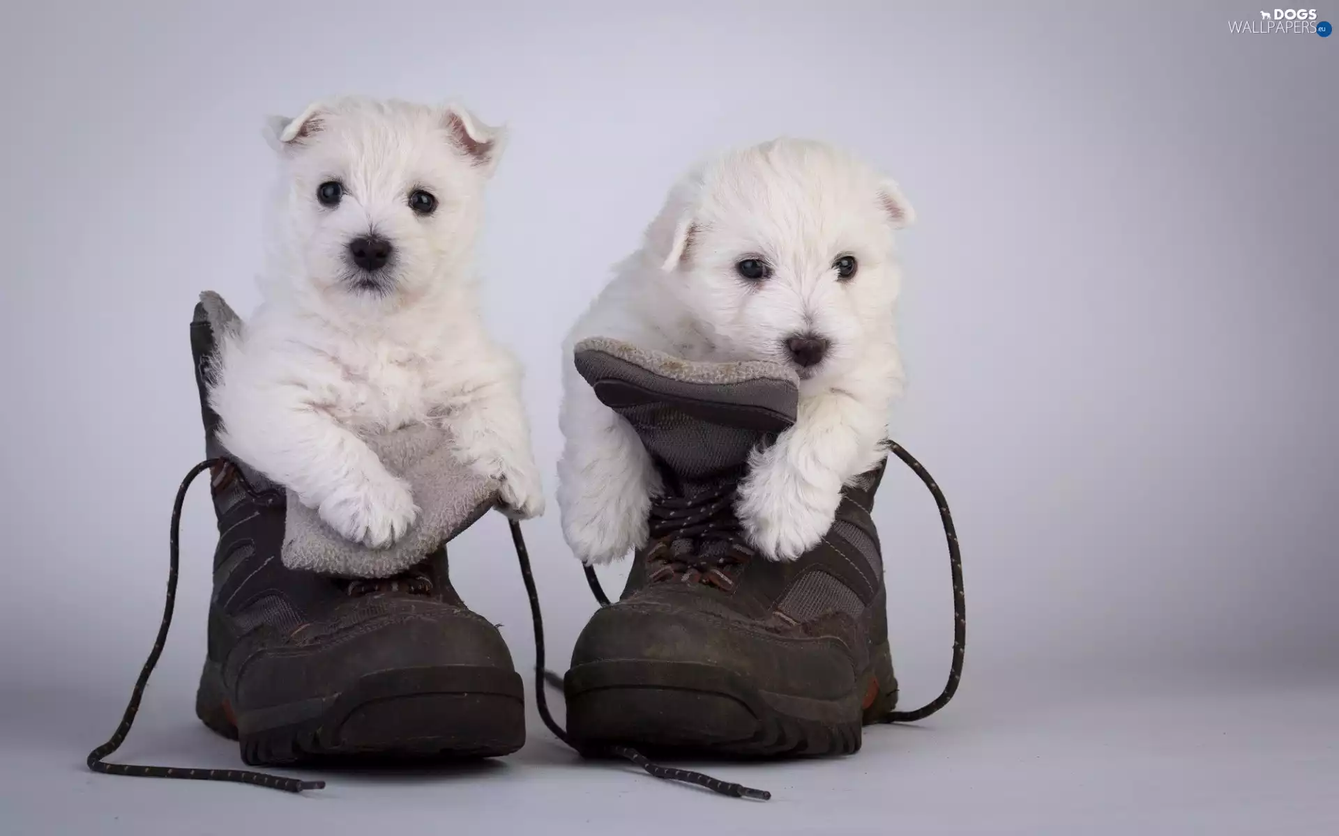 Boots, puppies, puppies