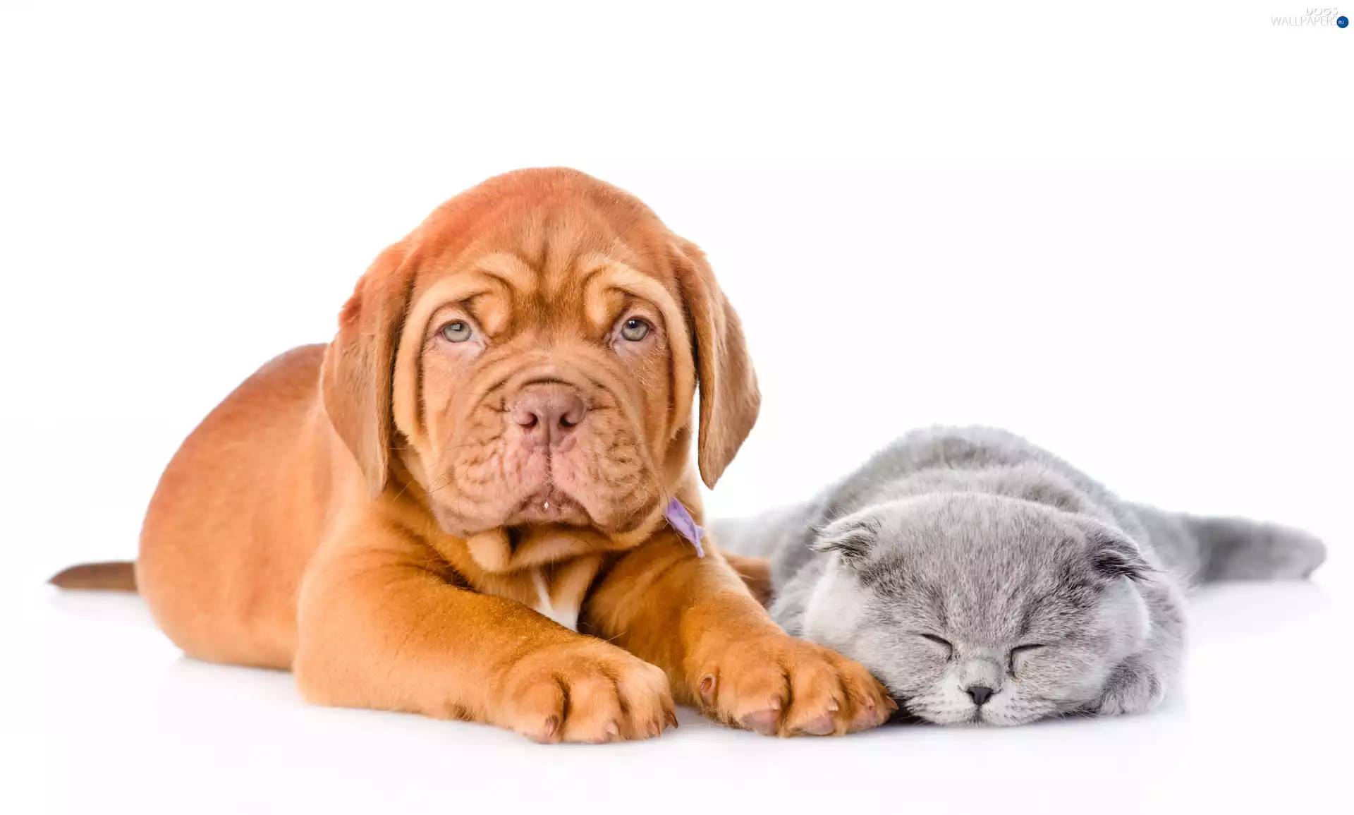 cat, Dog de Bordeaux, white background, Puppy