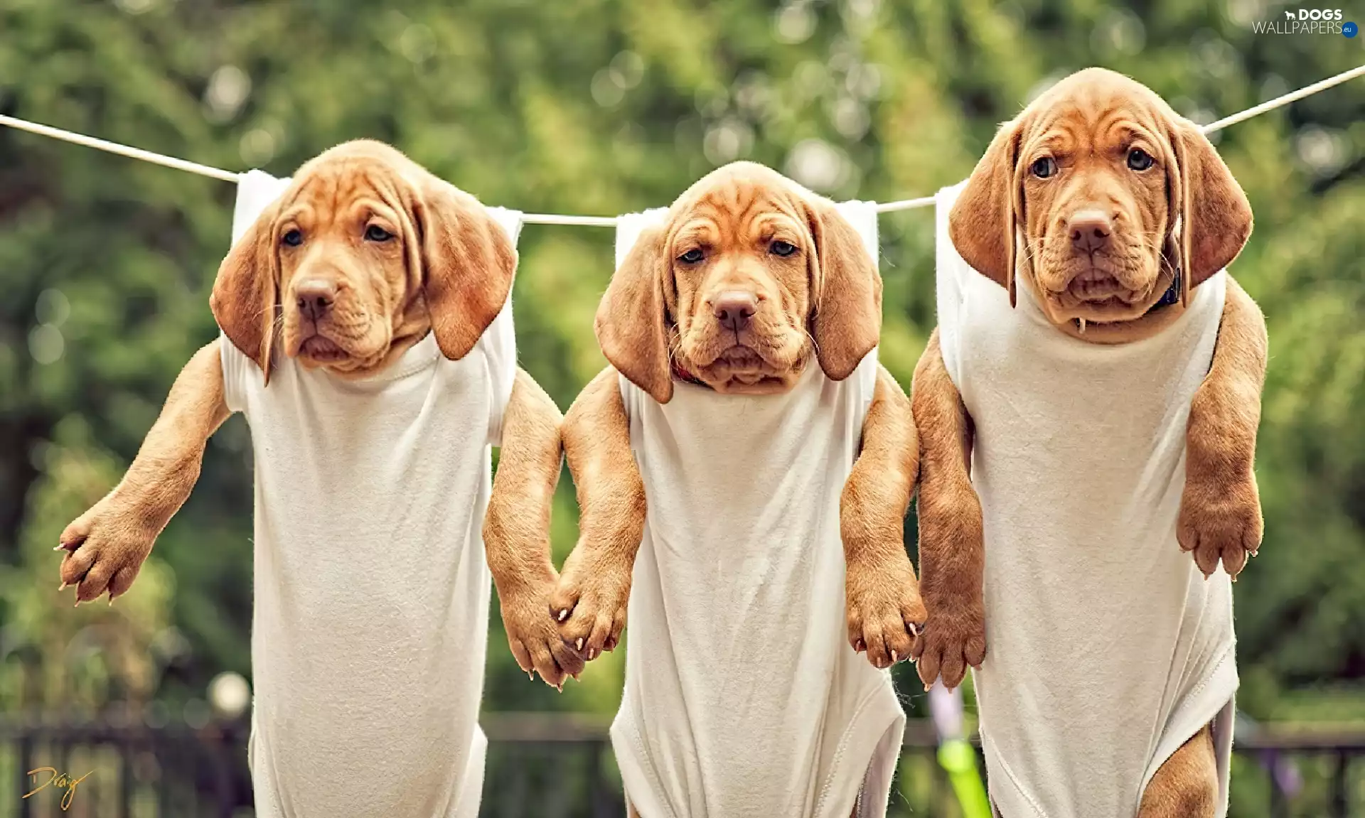 cord, Dog de Bordeaux, puppies, an, Three