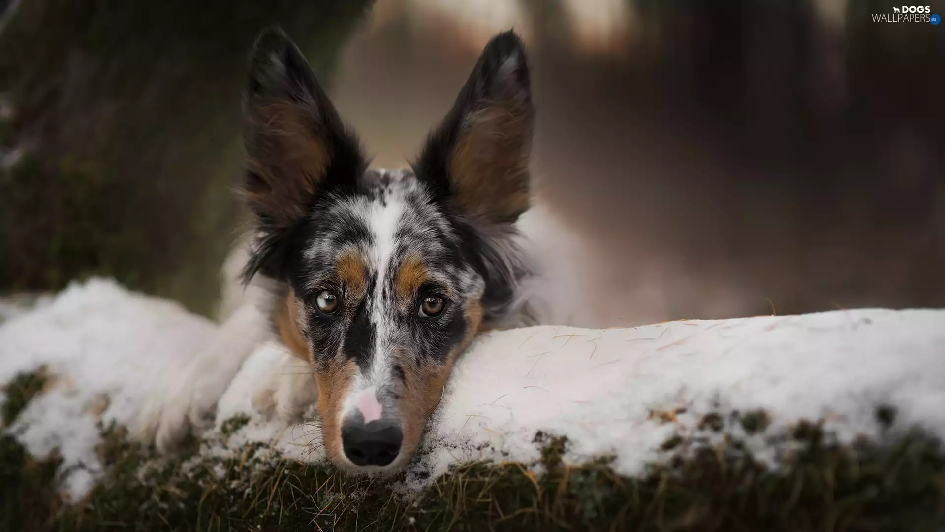 snow, blurry background, Border Collie, muzzle, dog