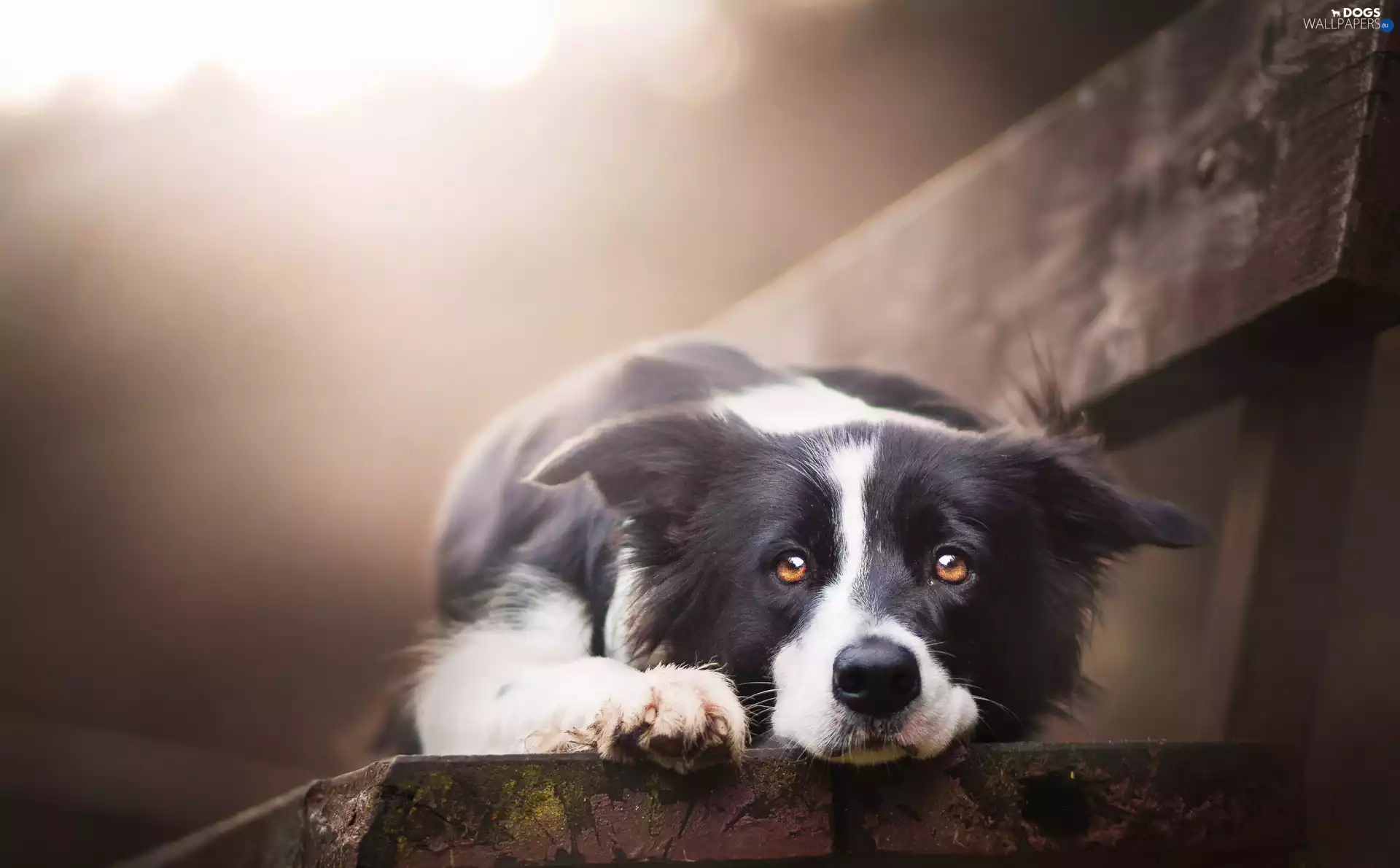 Border Collie, Bench