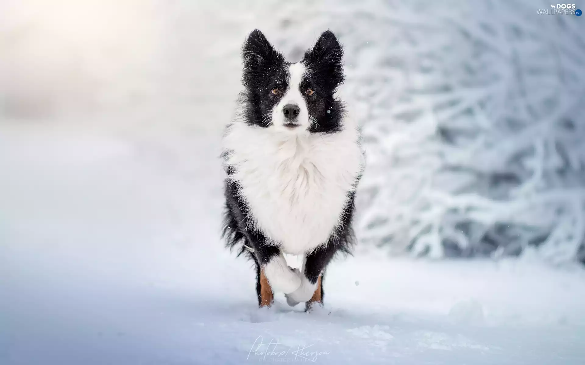 White and Black, Border Collie, snow, dog