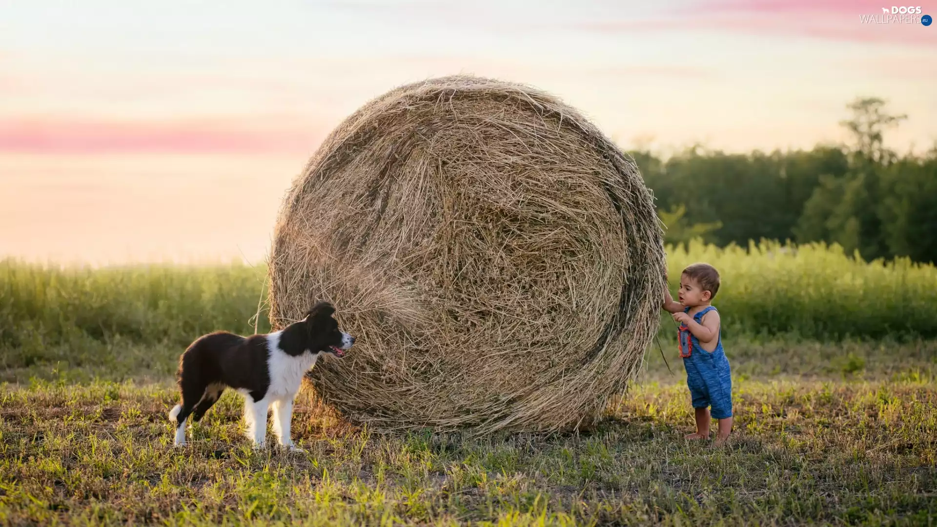 Hay, Bale, dog, Border Collie, boy