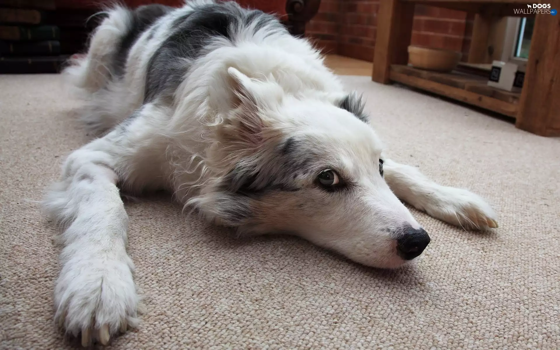 Border Collie, carpet