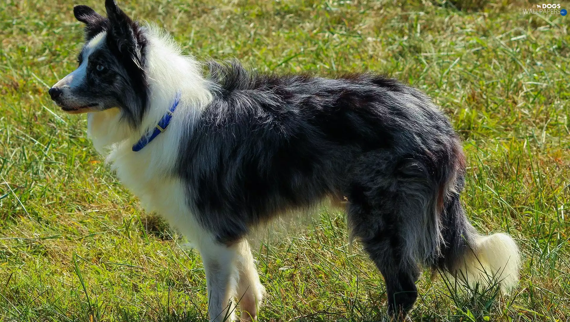 Border Collie